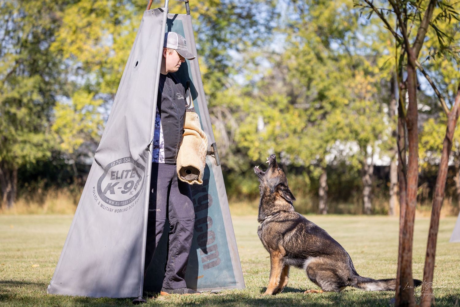 A German Shepherd sits attentively next to training equipment outdoors.