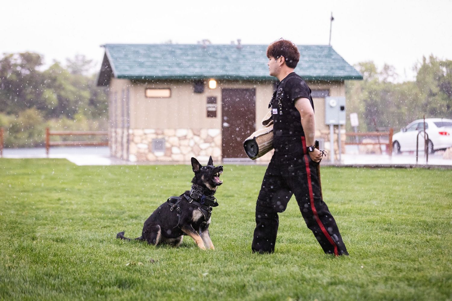 Handler conducts obedience training with black dog on grassy field.
