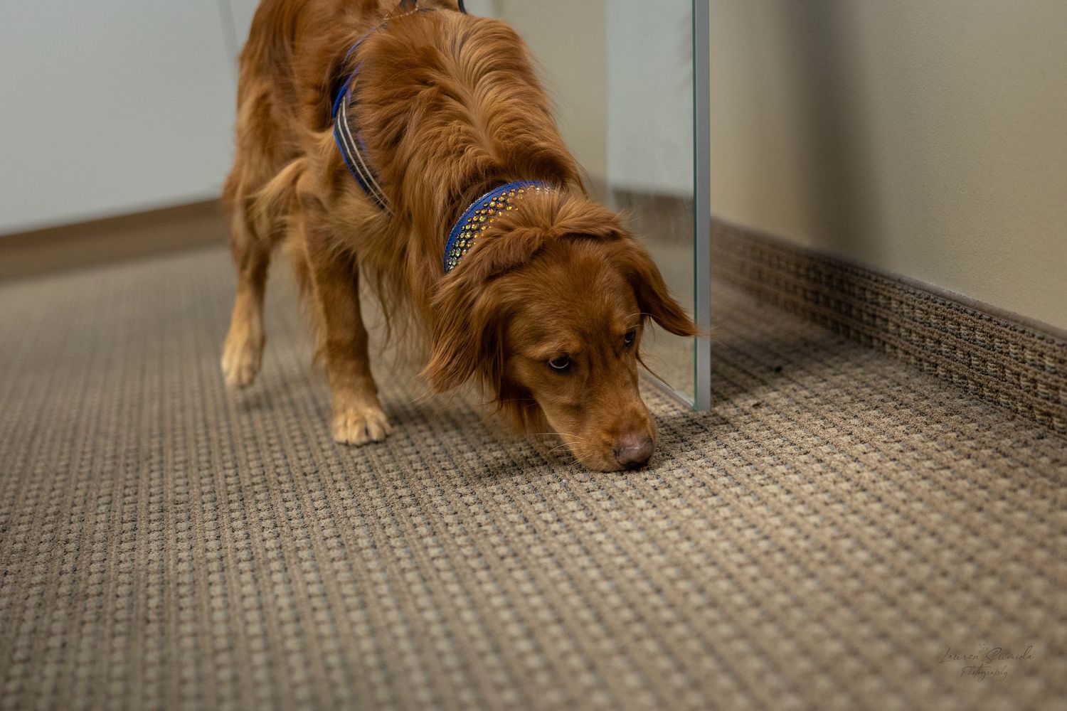 A golden retriever dog lies on a carpeted floor near a wall.