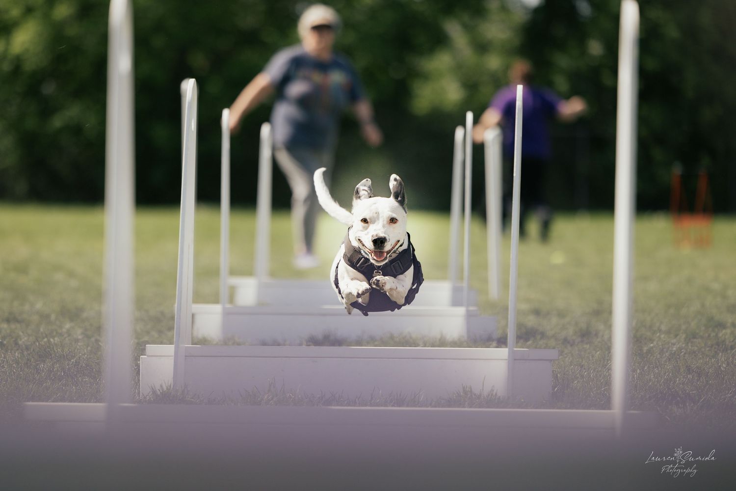 A white dog navigates through weave poles on an outdoor agility course.