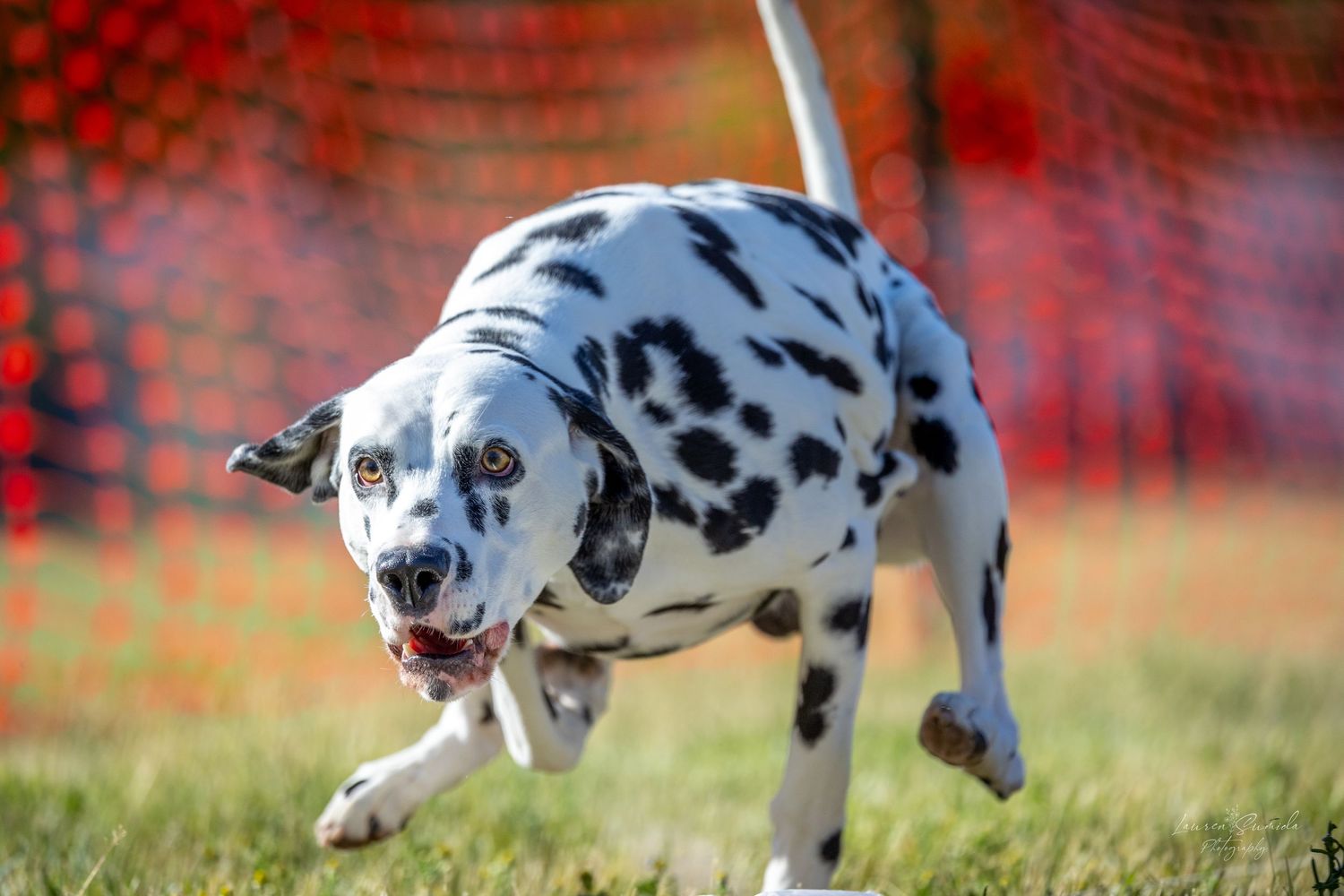Dalmatian dog running and jumping on grass with red fence in background.