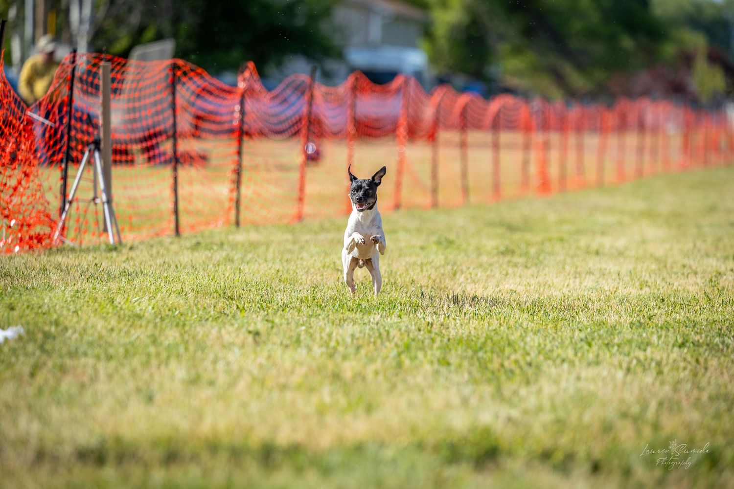 Dog participating in an outdoor agility competition with orange mesh course markers.