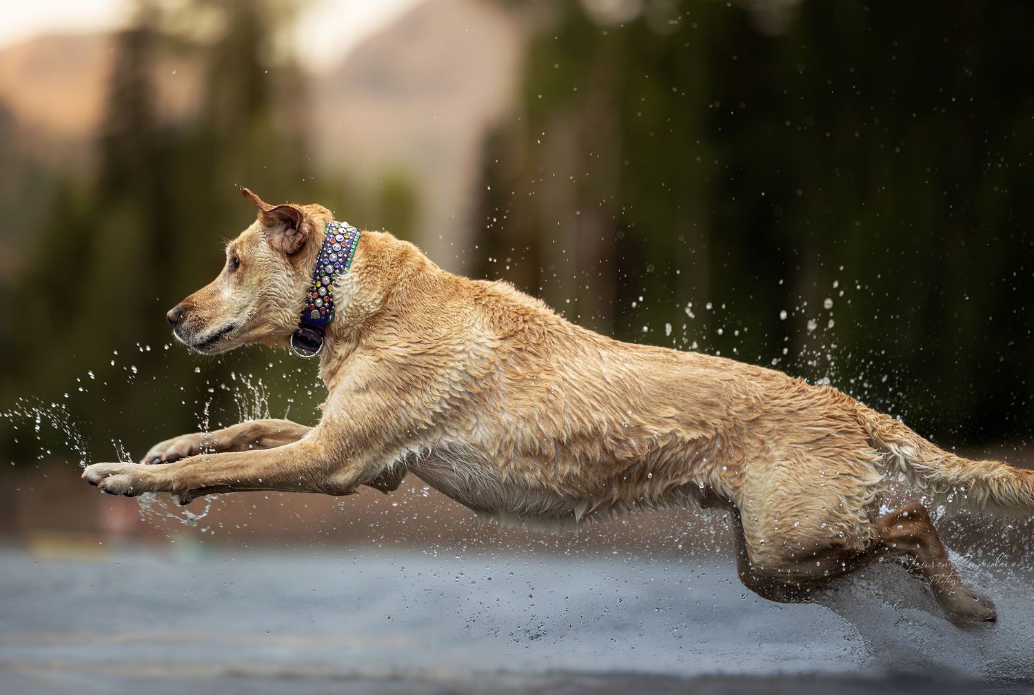 Golden retriever running and splashing through water in dynamic action shot.