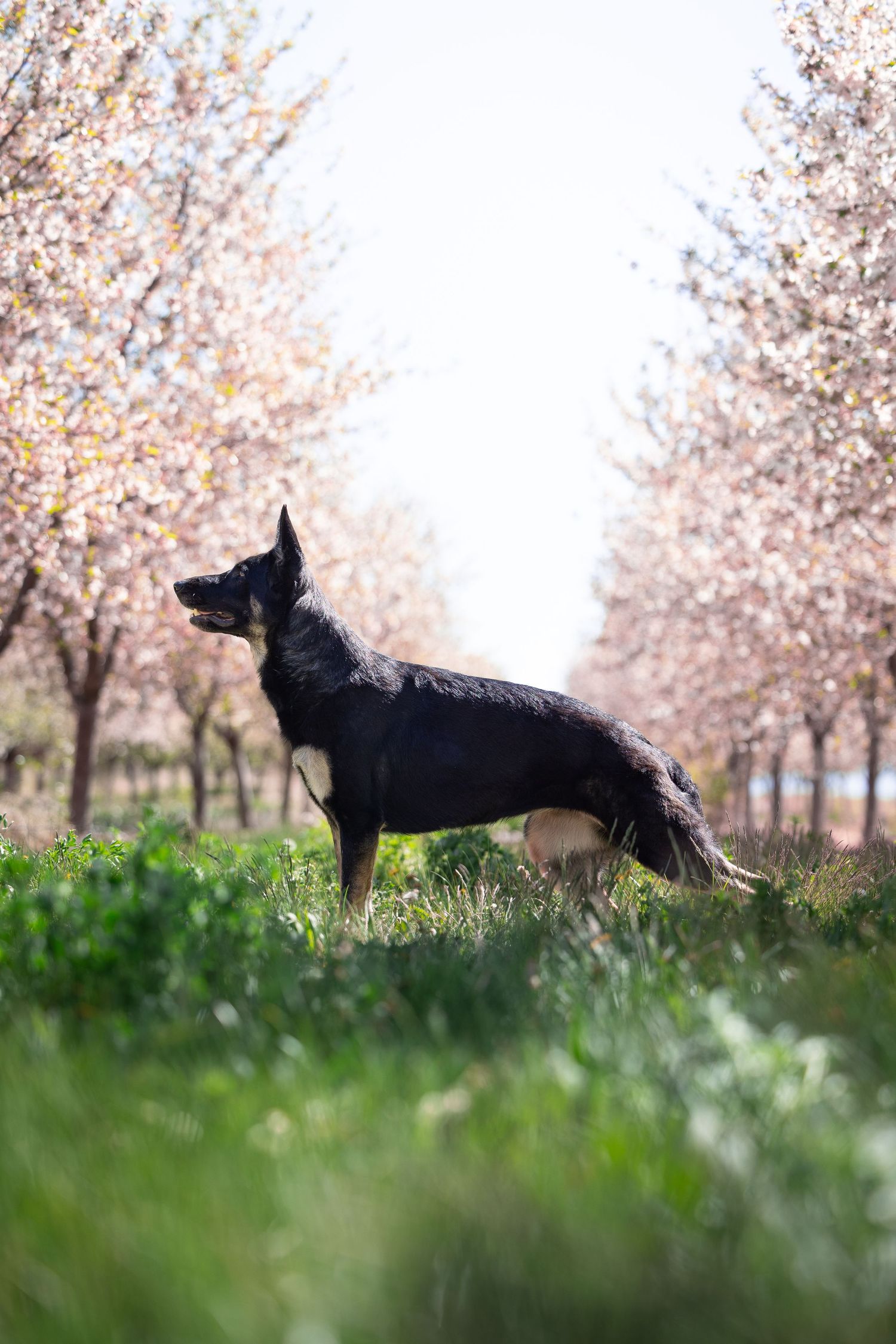 Black dog silhouetted against pink cherry blossoms in a spring garden setting.
