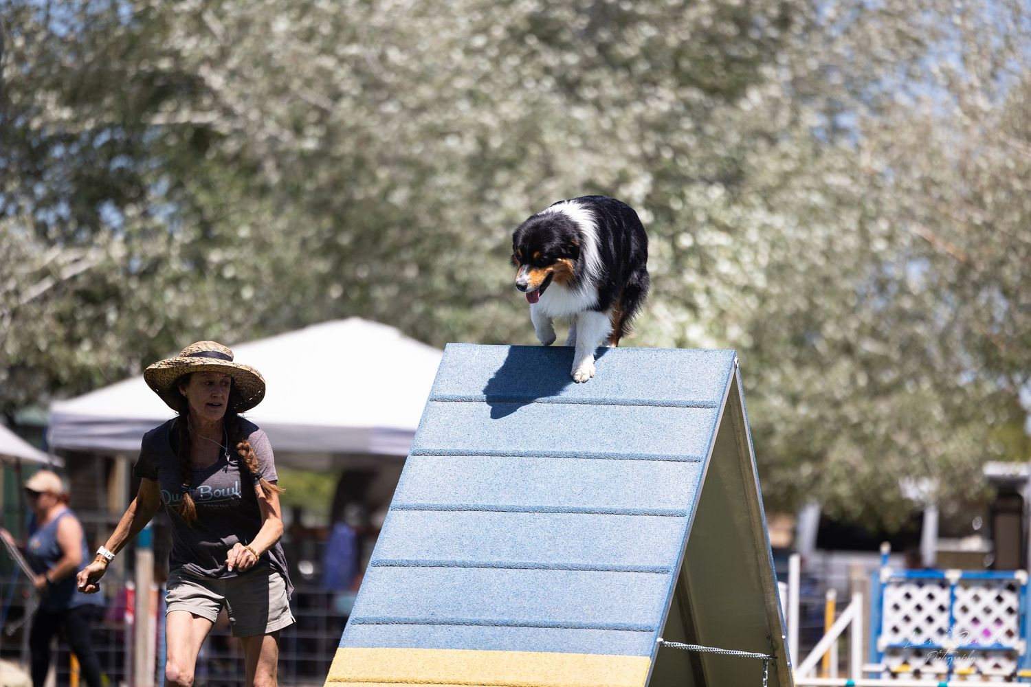 Dog agility course setup with white poles and jumps against a backdrop of blooming trees.