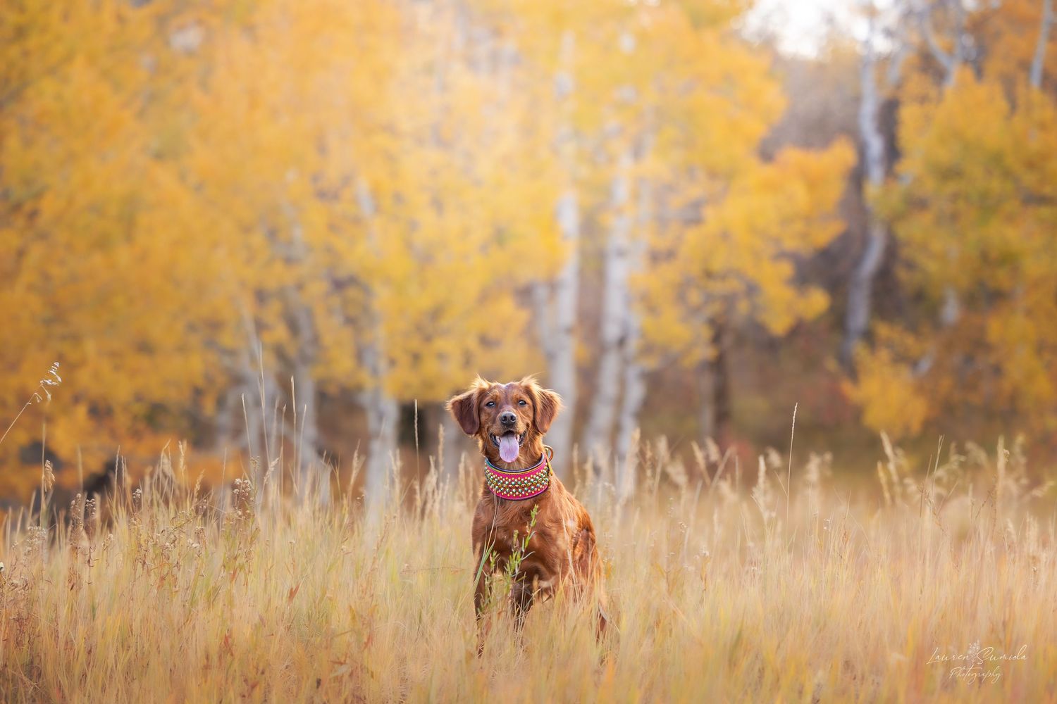 Golden retriever sitting in tall grass with yellow aspen trees in autumn background.