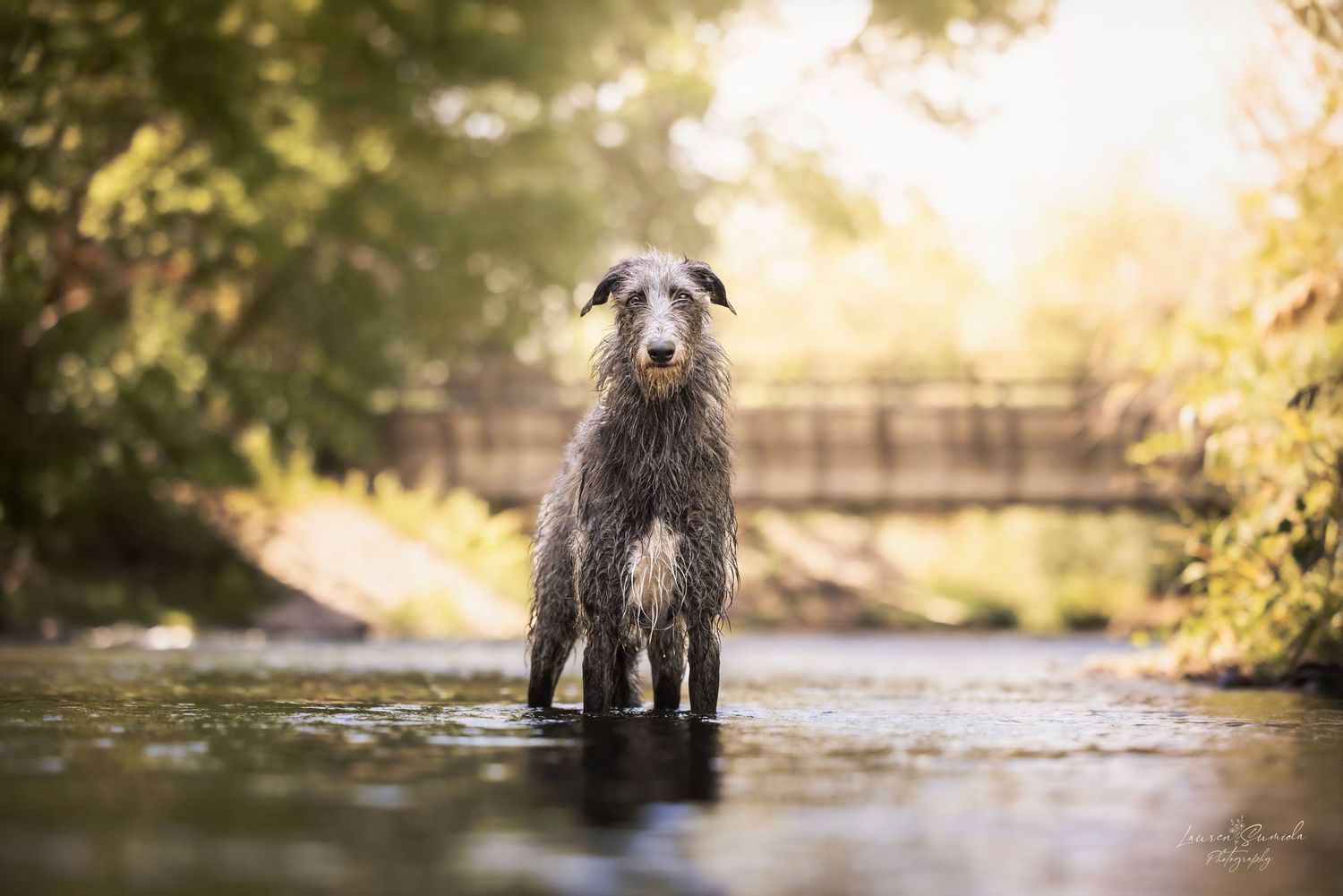 Irish Wolfhound standing in shallow stream water with golden sunlight filtering through trees.