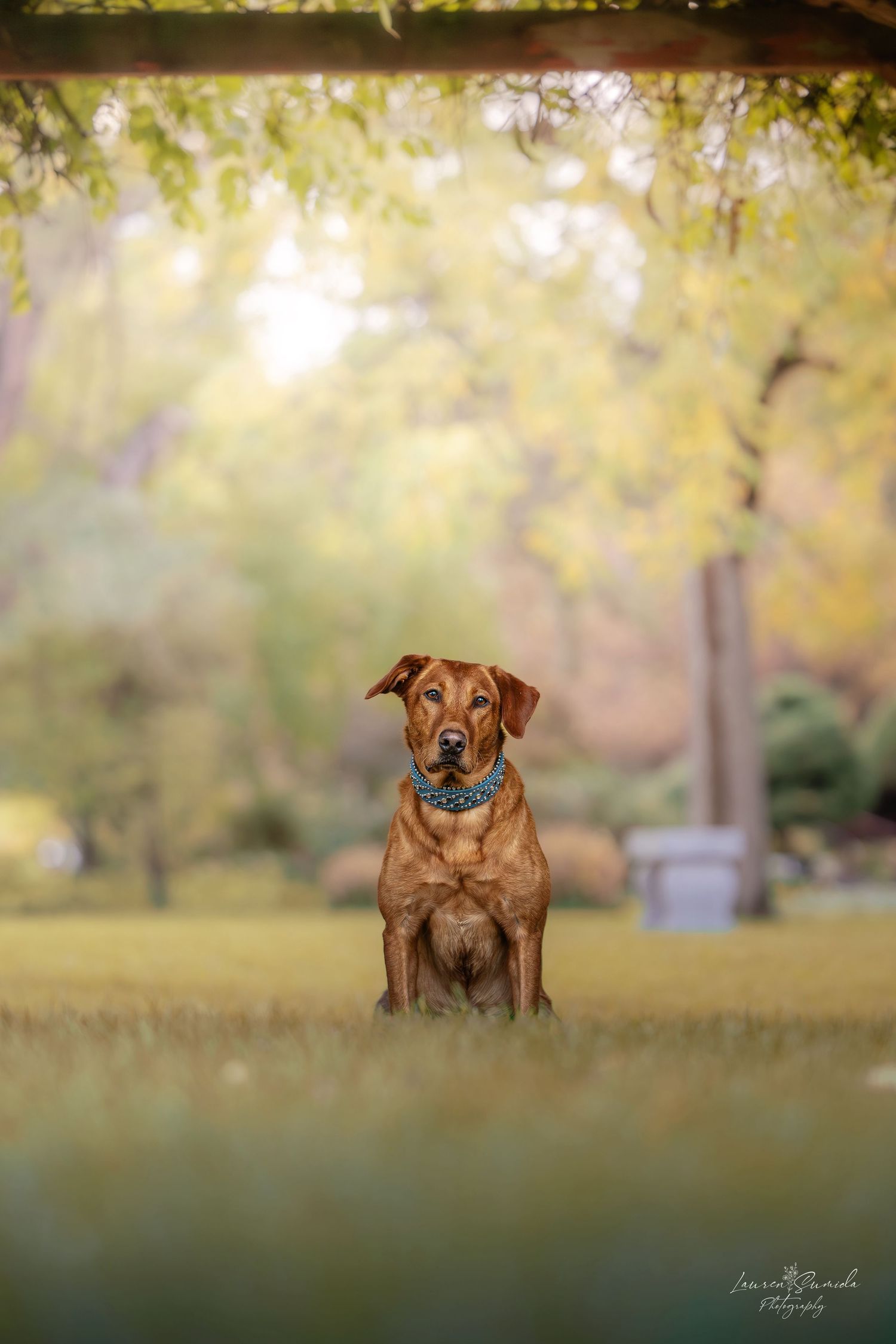Brown dog with blue collar sits in grass with golden bokeh autumn background.