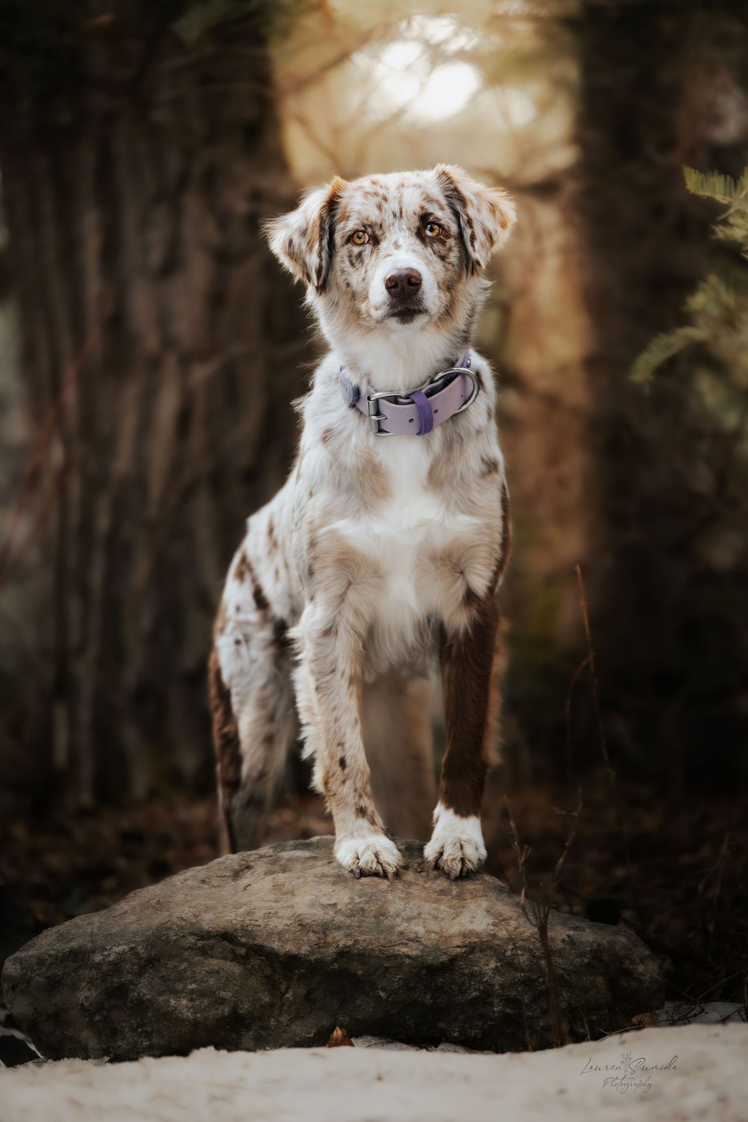Australian Shepherd dog with spotted coat and blue eyes poses on rock in moody forest setting.