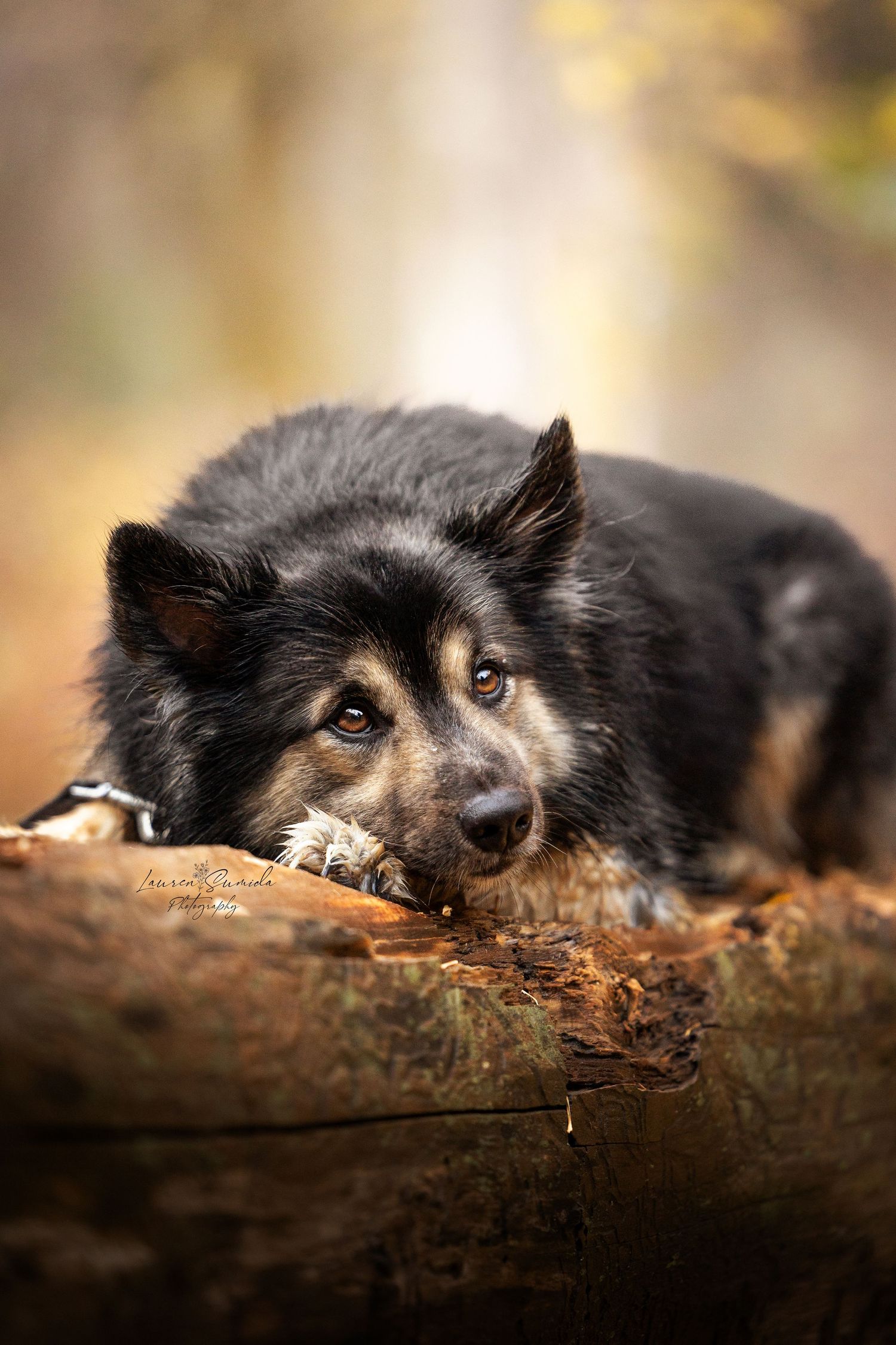 Black and tan dog resting on wooden log in warm autumn lighting.