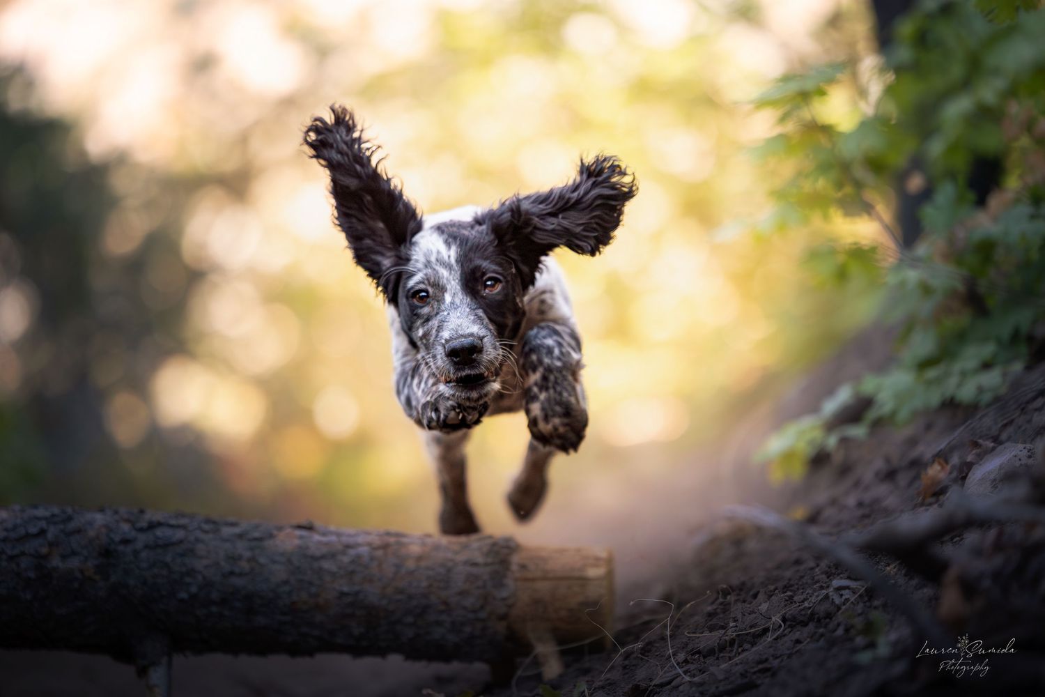 English Springer Spaniel caught mid-leap with golden sunlight filtering through trees.
