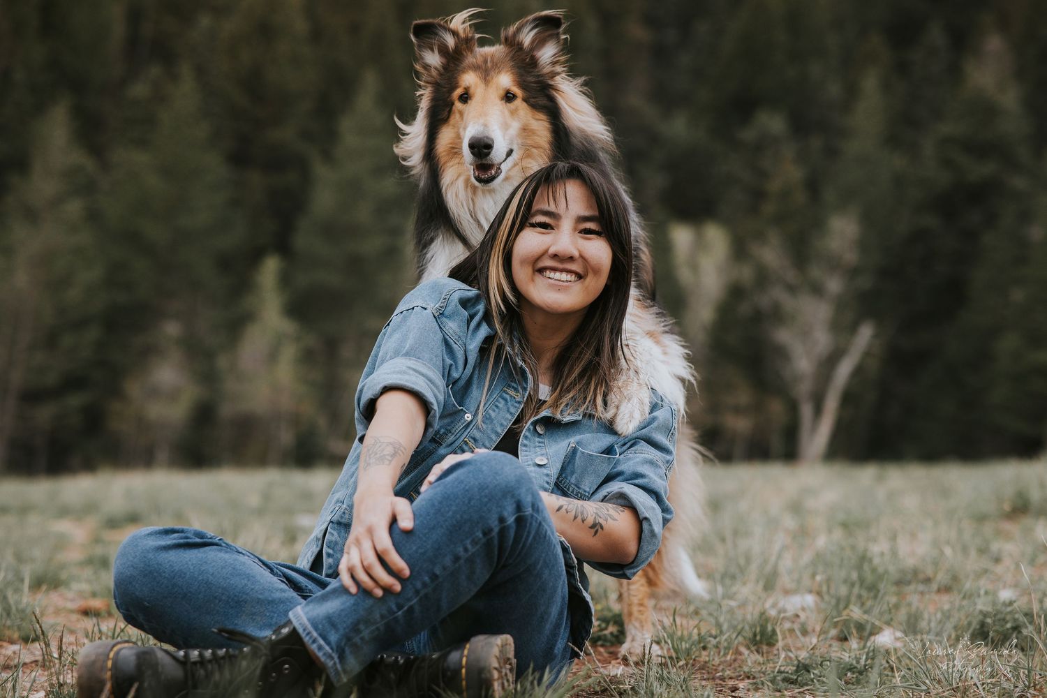 Collie dog sitting in grassy meadow during outdoor photo session.