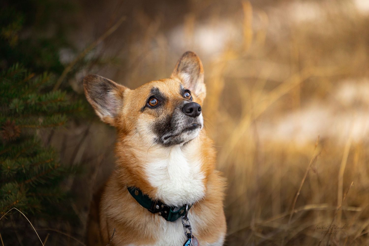 Close-up profile of a Shiba Inu dog in warm golden light.