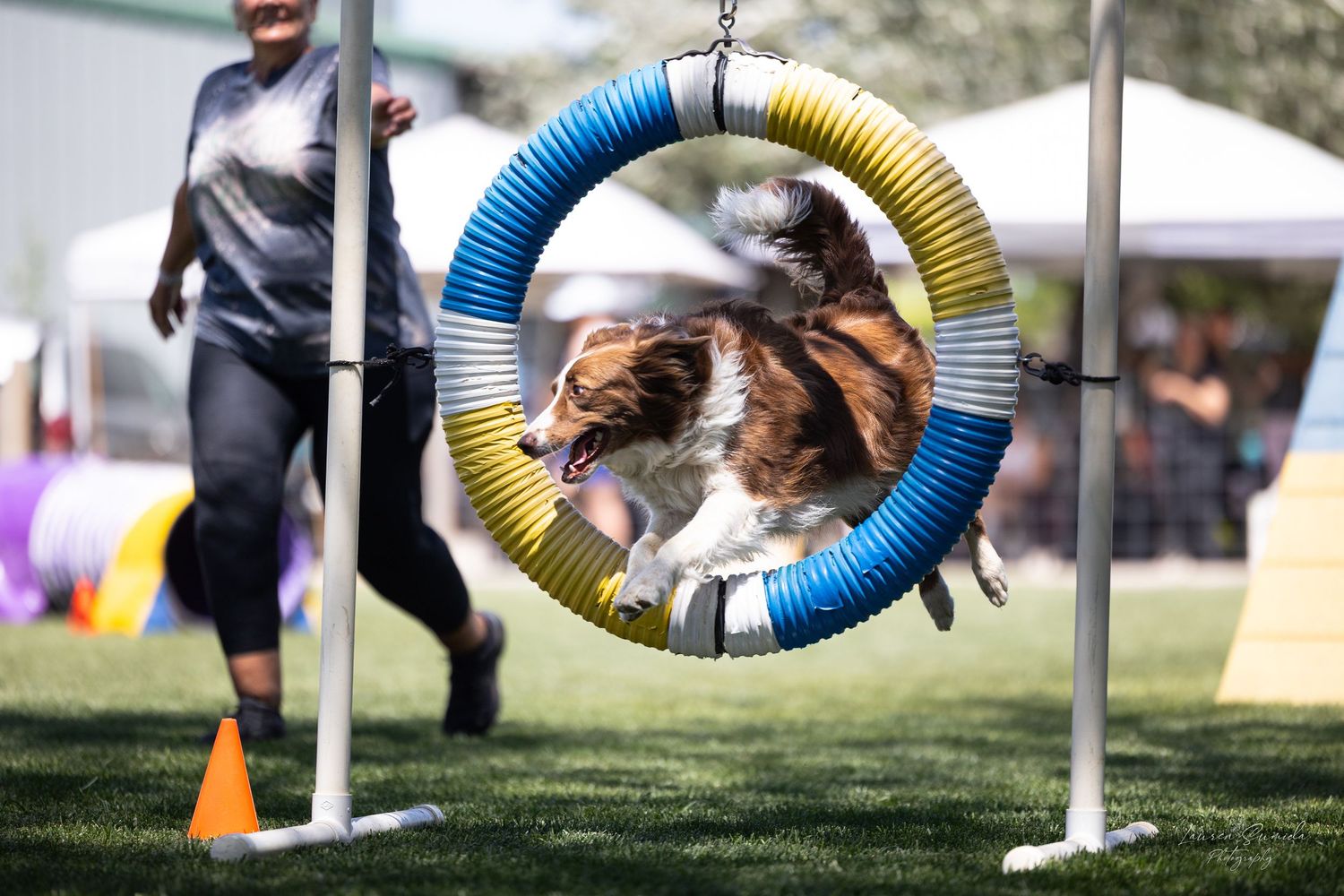 A dog leaping through a colorful circular hoop during an agility competition.