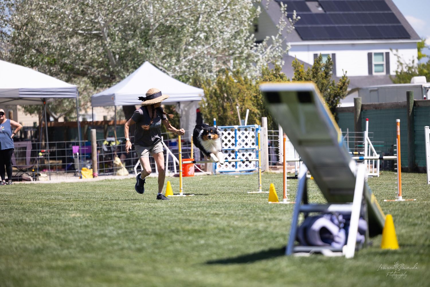 Dog agility course equipment set up on grass field with white jumps and obstacles.