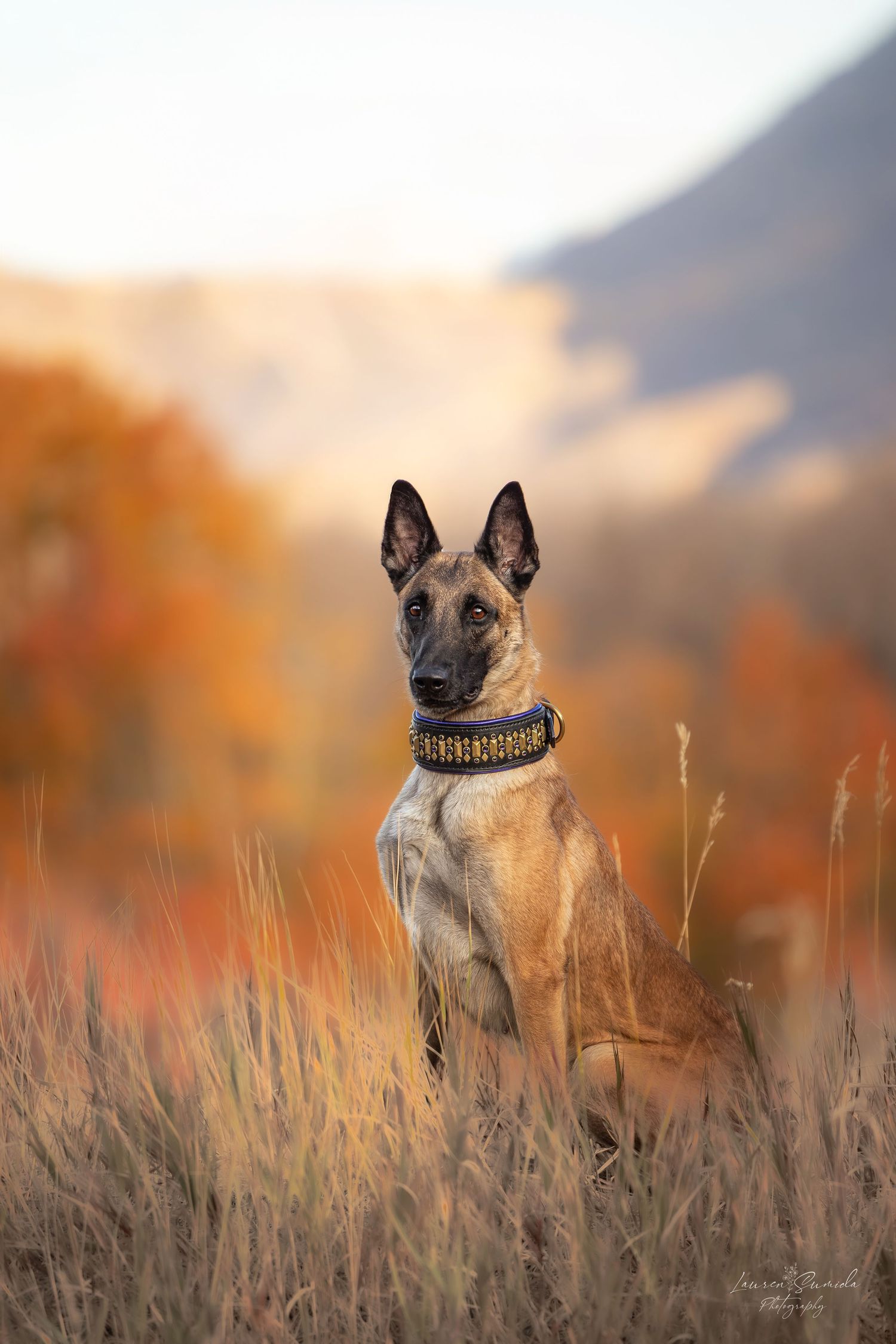 Belgian Malinois wearing studded collar in autumn field with mountains in background.