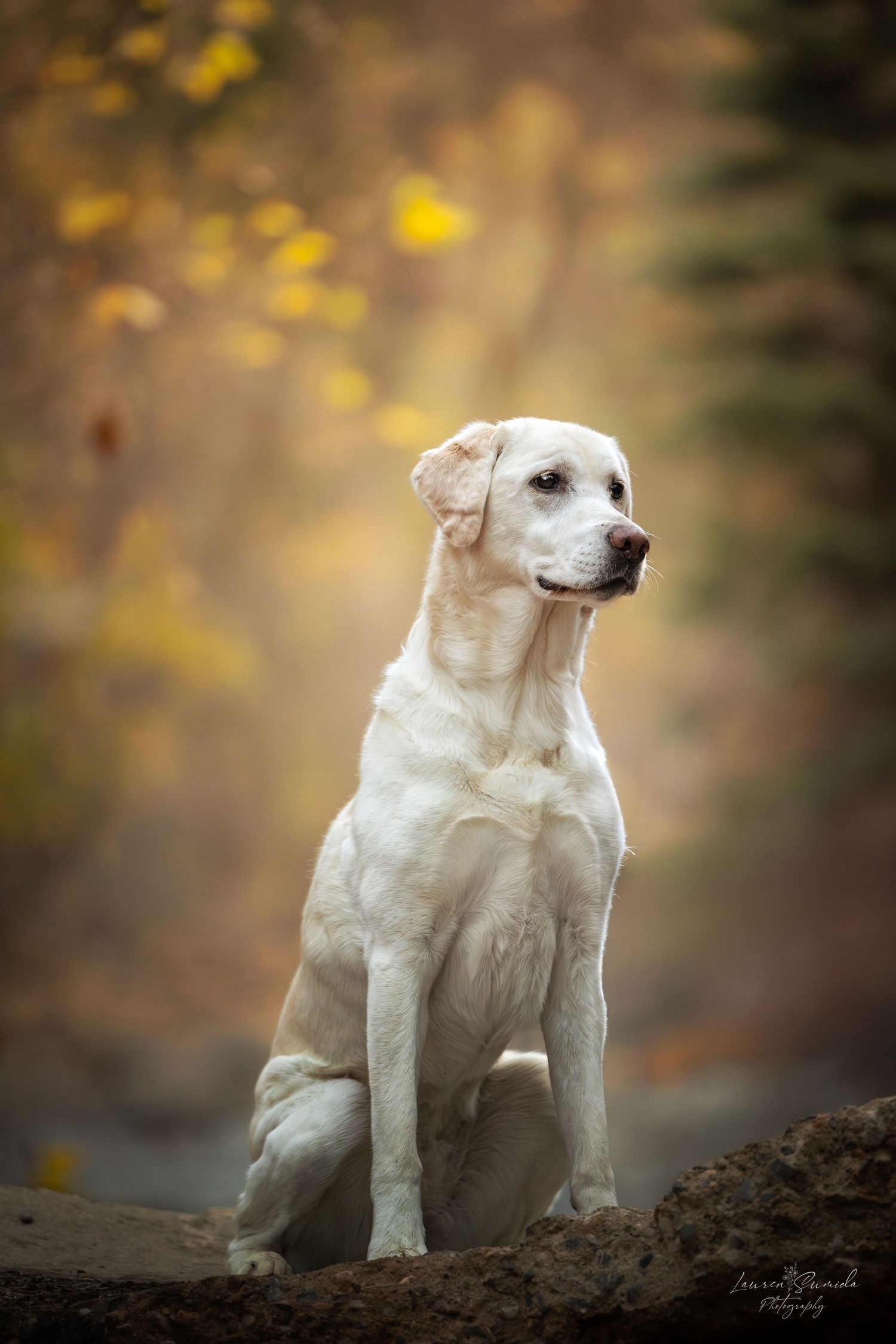 White Labrador Retriever sitting regally on a hill with autumn foliage in the background.