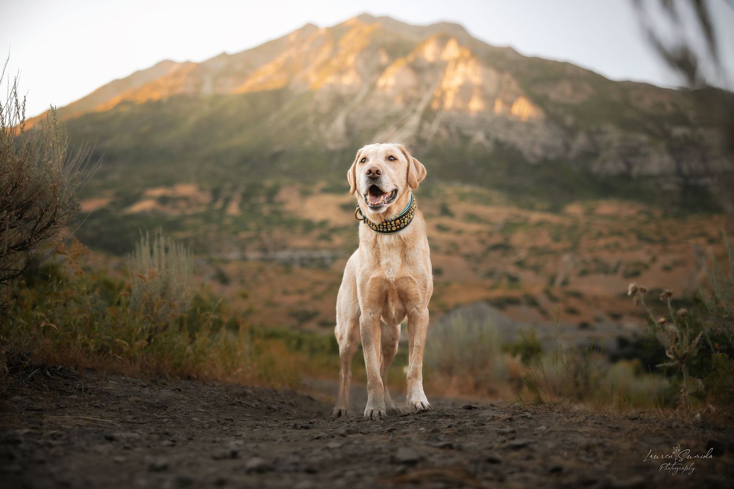 Yellow Labrador standing on trail with mountain peak in background.