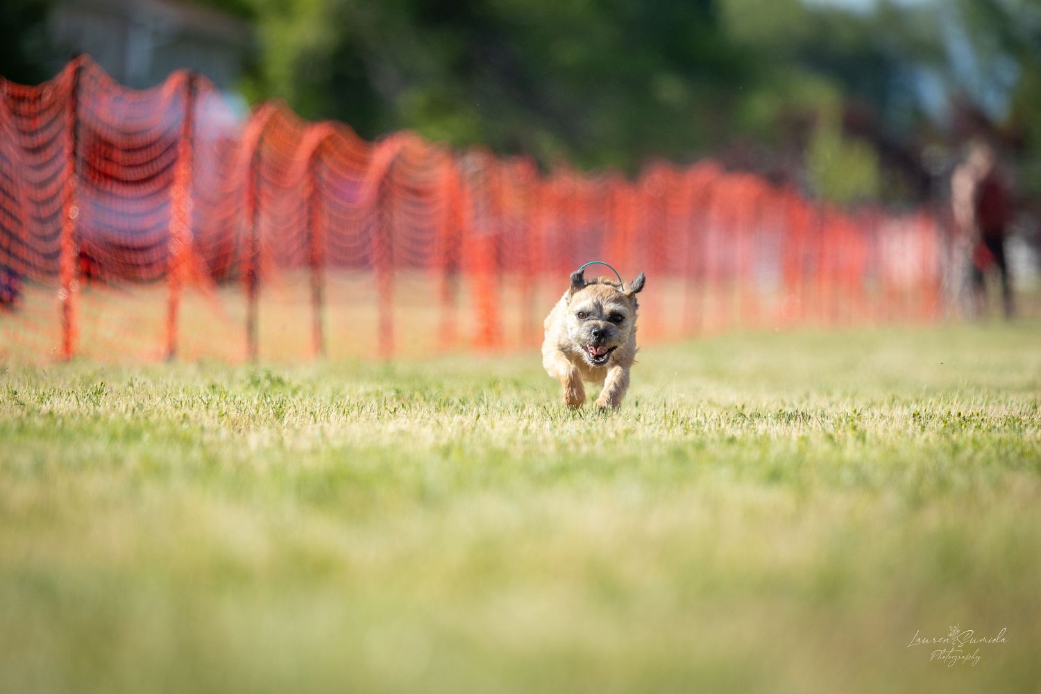Small dog running at full speed past orange mesh barriers on a sunny day.