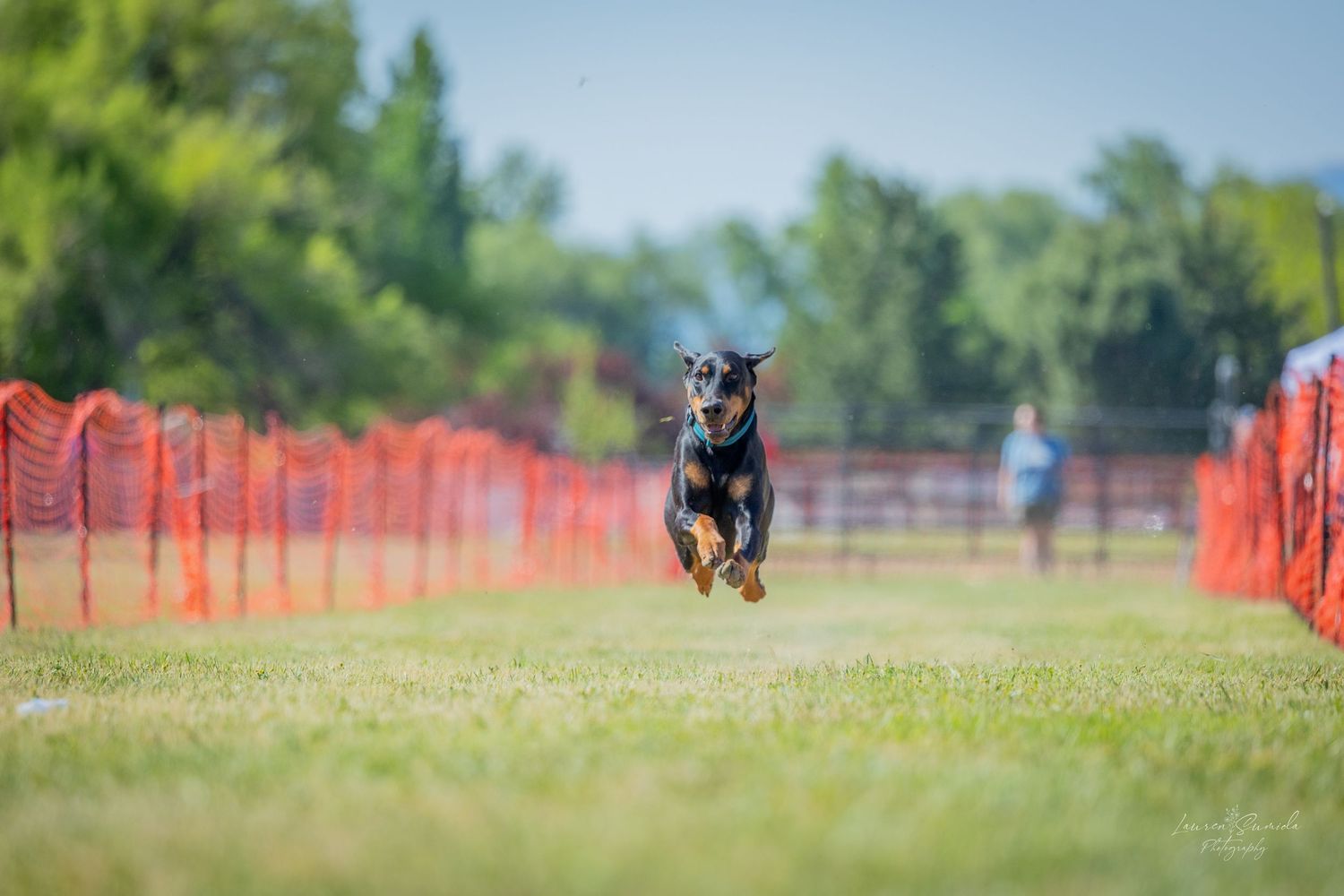 A small black dog sprinting between orange safety fences on grass.