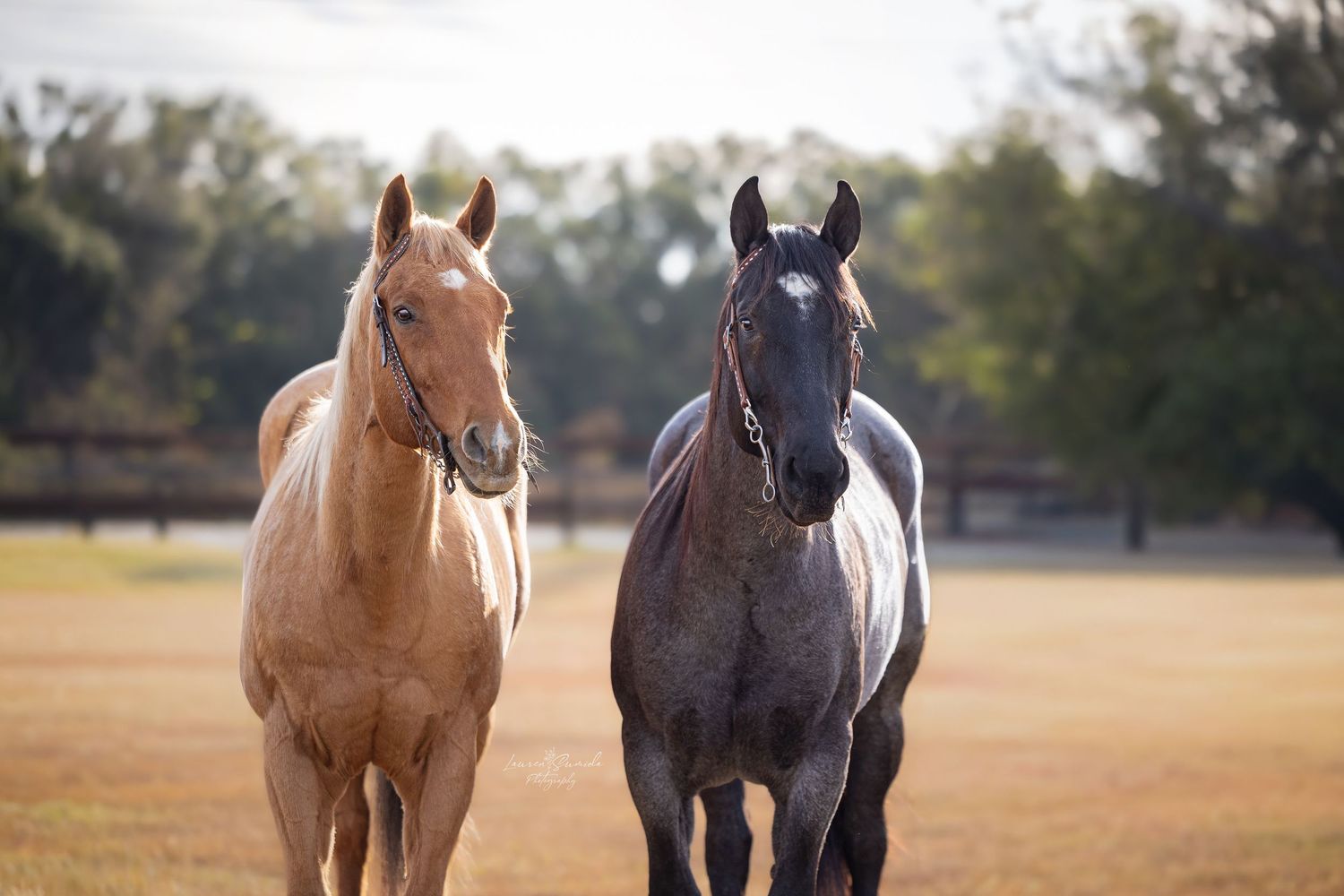 Two horses grazing together in a sunny pasture with golden light.