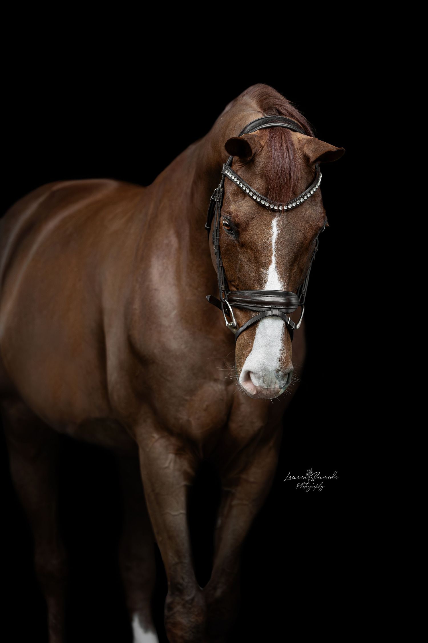 Professional studio shot of bay horse wearing ornate black bridle with crystal detailing.
