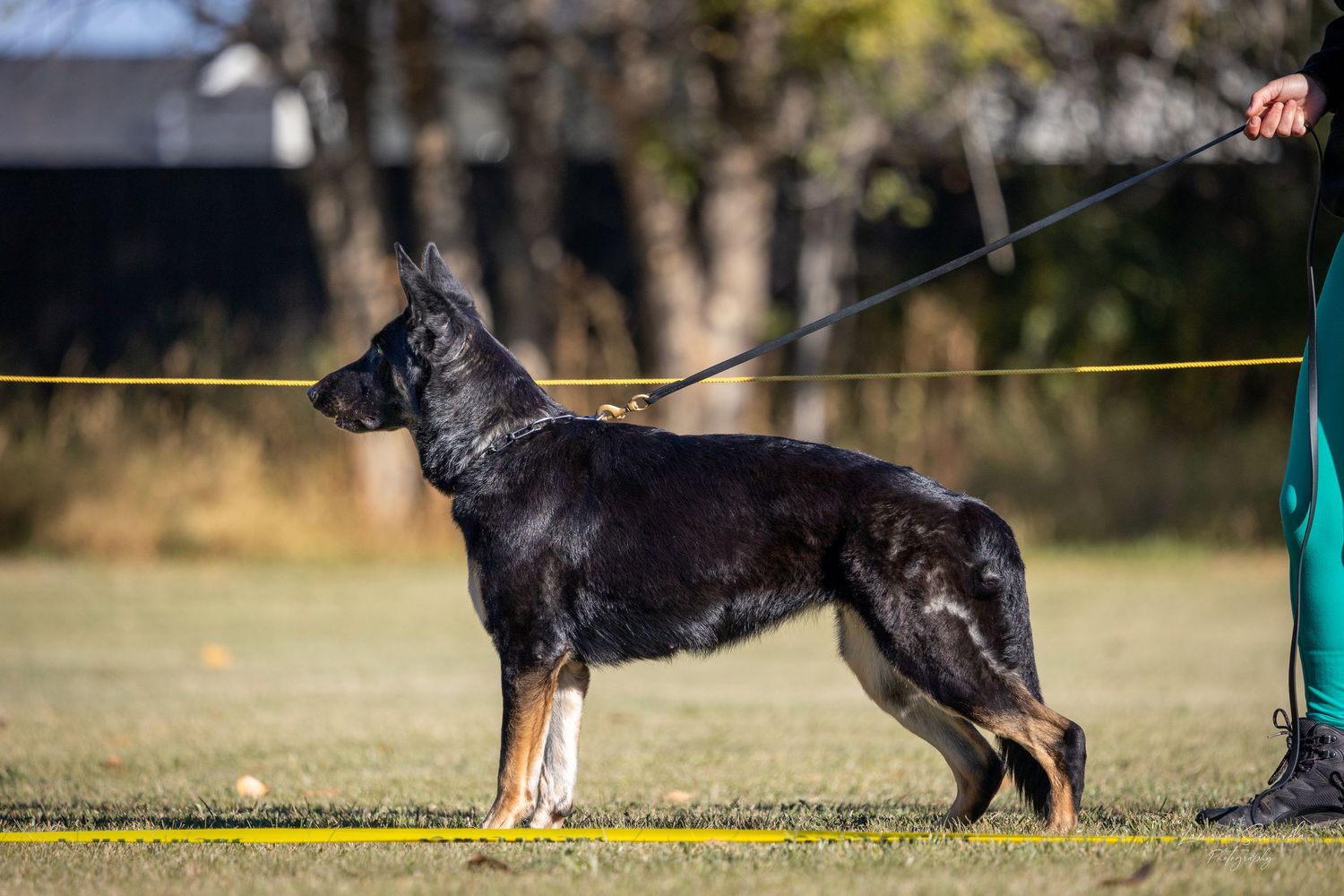 A dog and handler practicing agility training on an outdoor course with yellow markers.