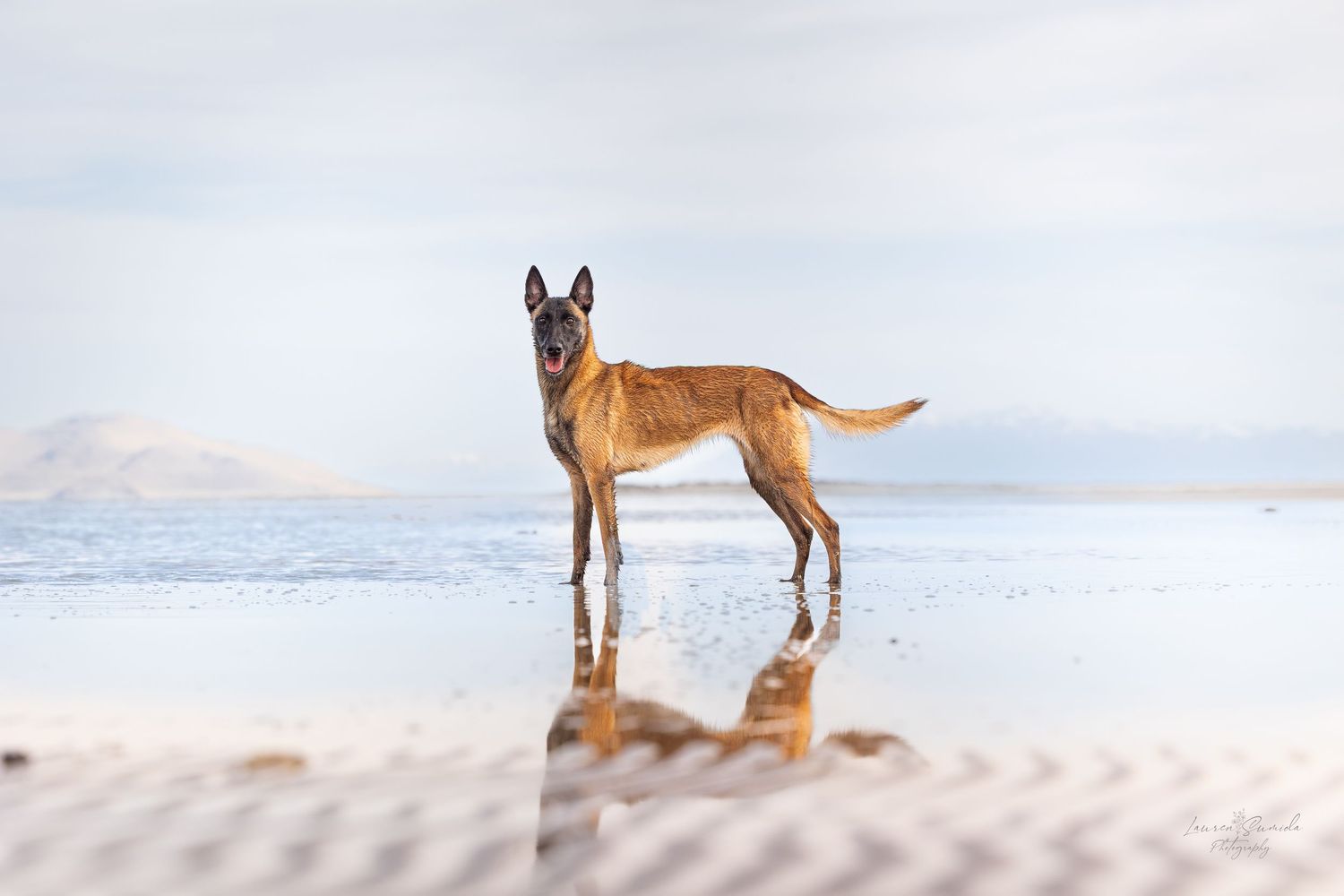 Belgian Malinois dog playing on a serene beach landscape.