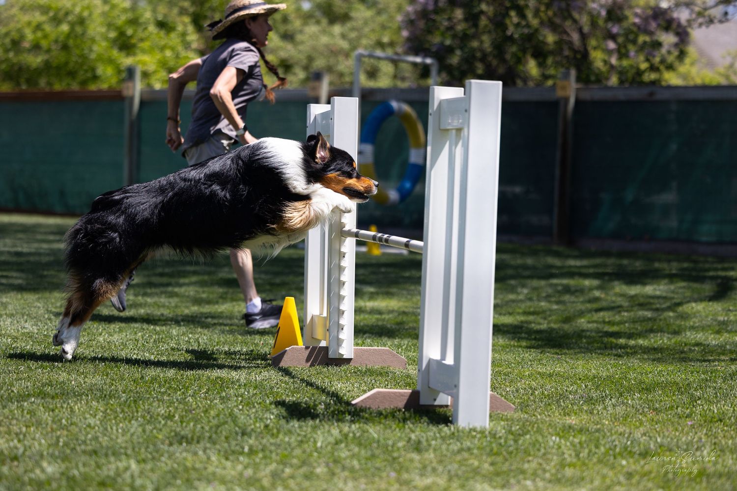Australian Shepherd leaping over white jump bar during agility competition.