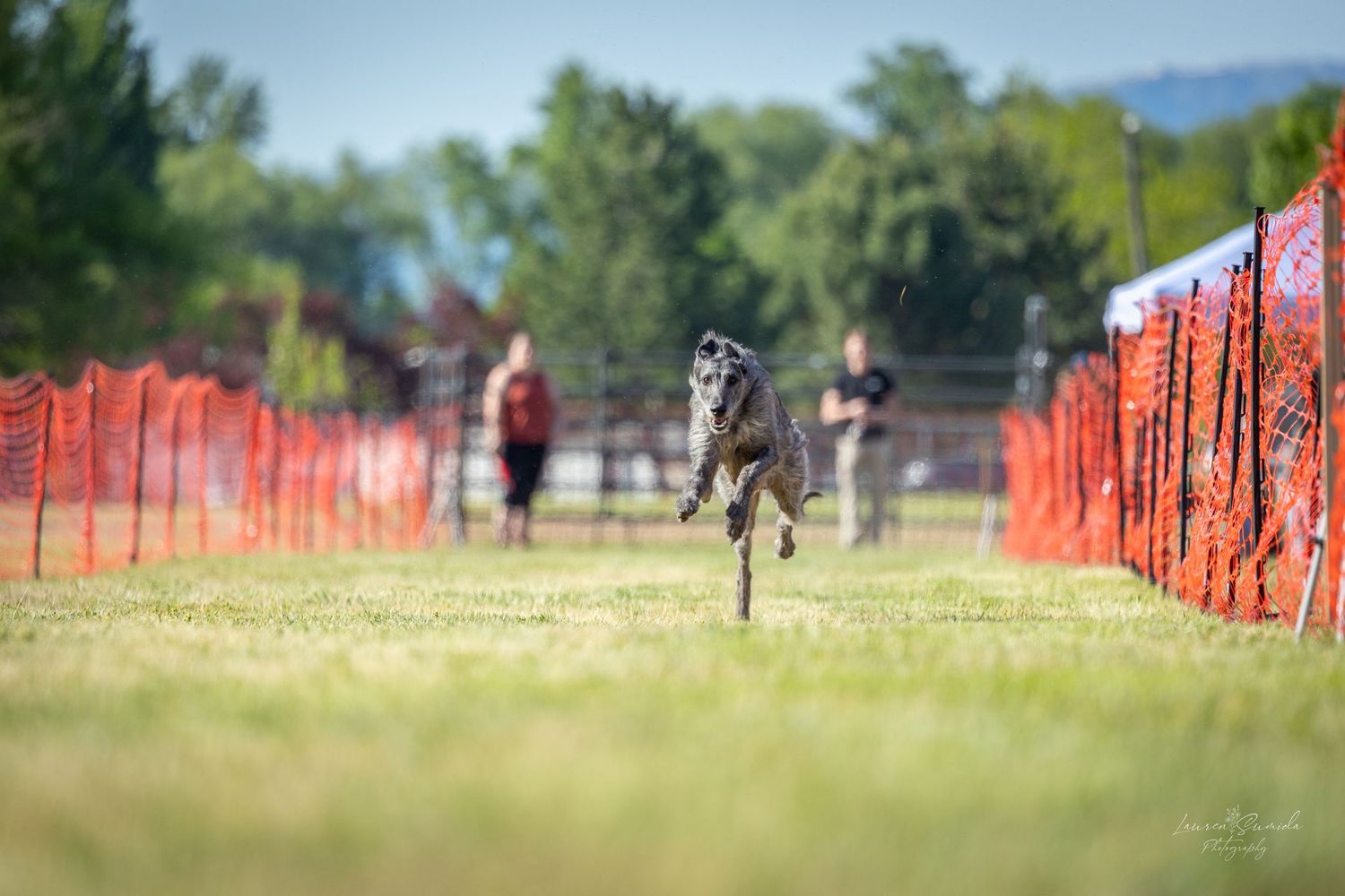 Boston terrier racing across a grassy field next to orange safety netting.
