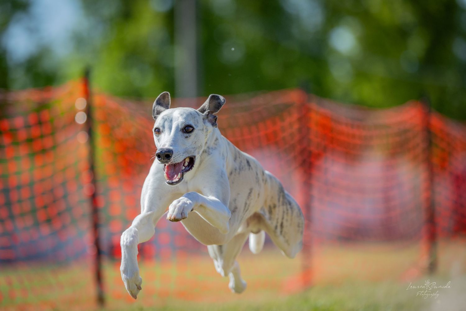 A white spotted dog leaping high in the air with orange netting in the background.