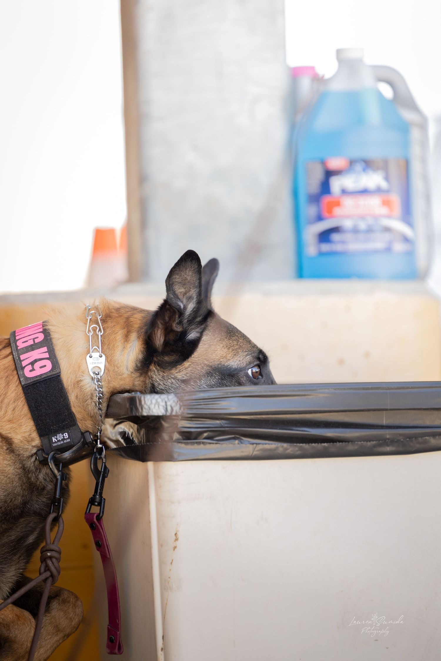 A Belgian Malinois dog in training grabs onto metal equipment.