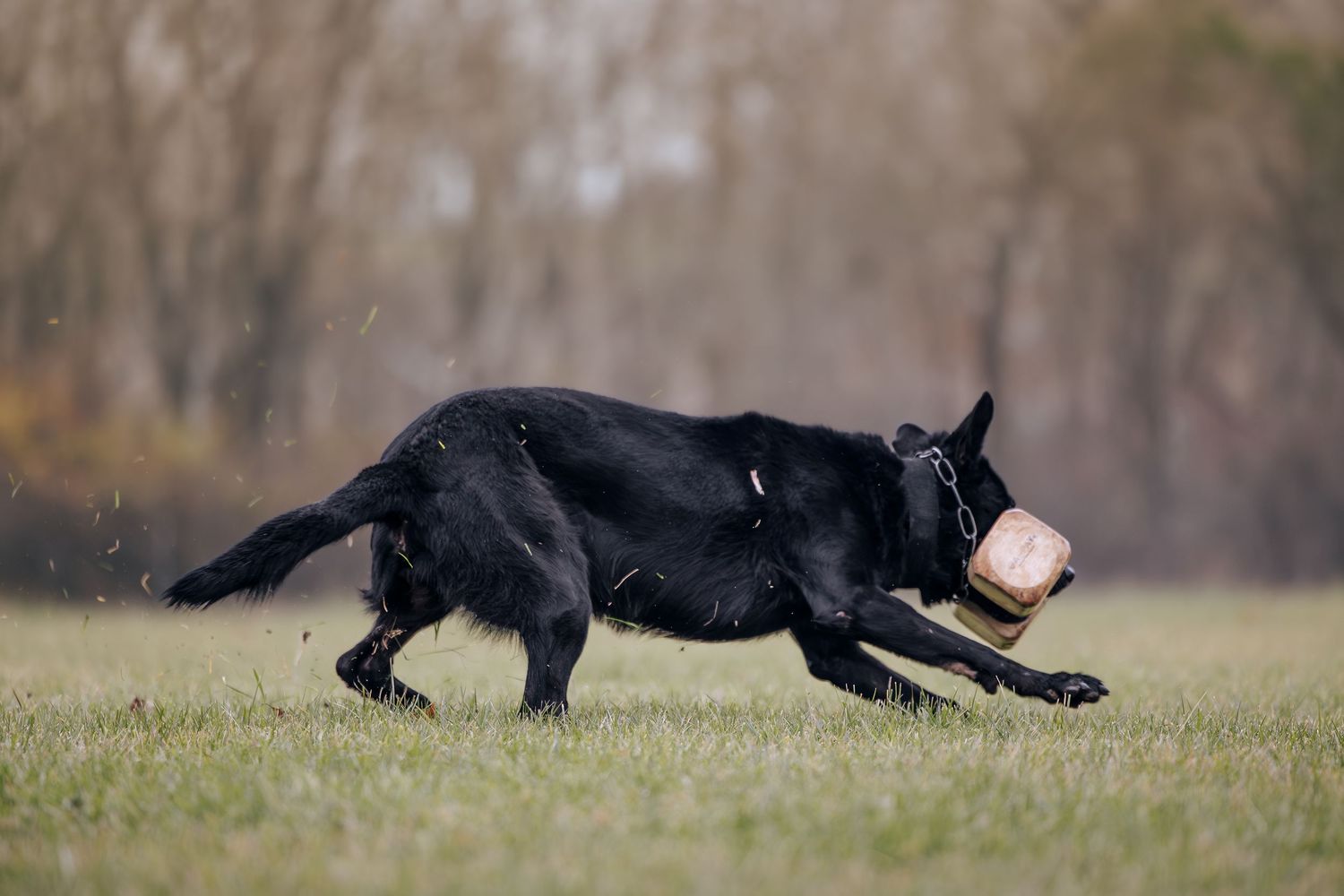 Black dog running with a training toy in its mouth across a grassy field.