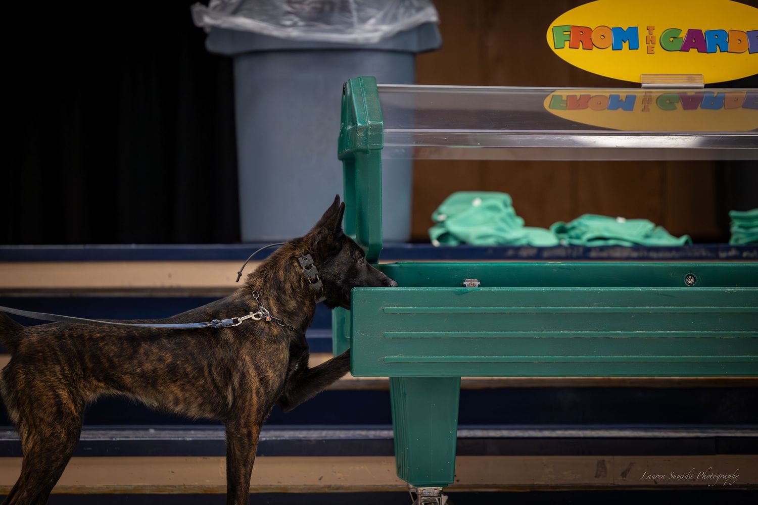 A brindle-colored working dog sniffs near a green cabinet during a training exercise.