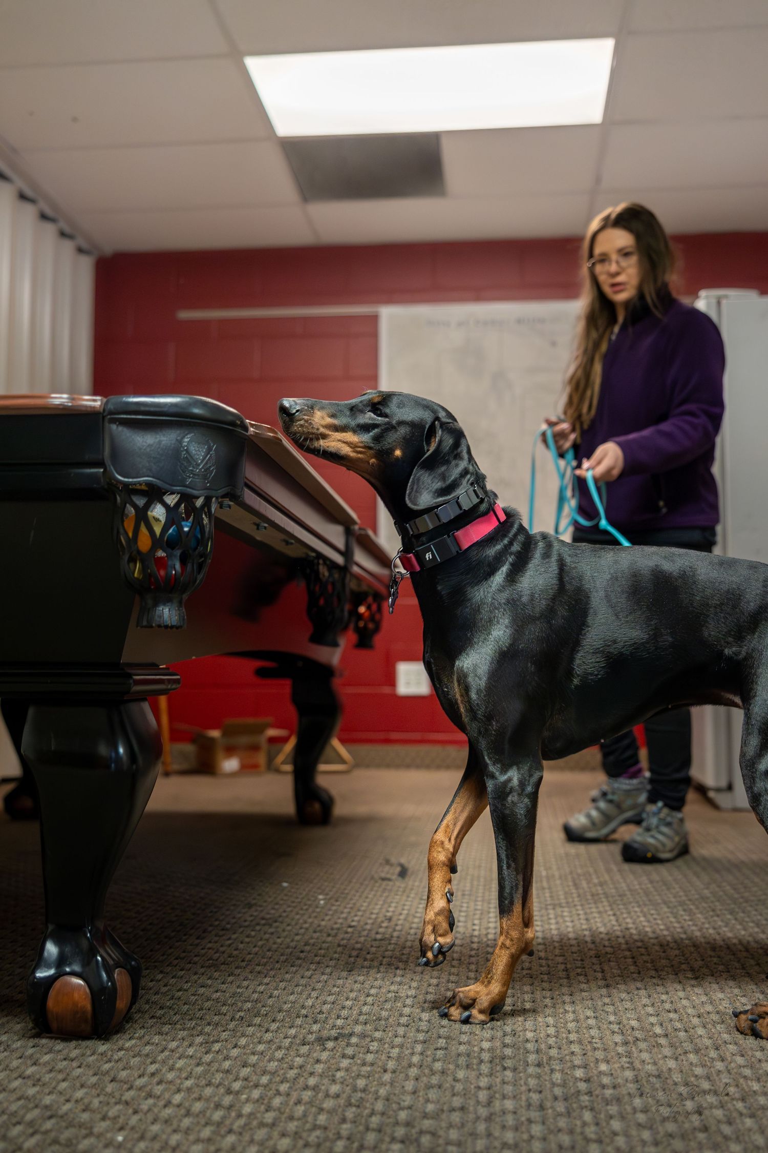 Black and brown dog demonstrating scent detection training on a carpeted floor.