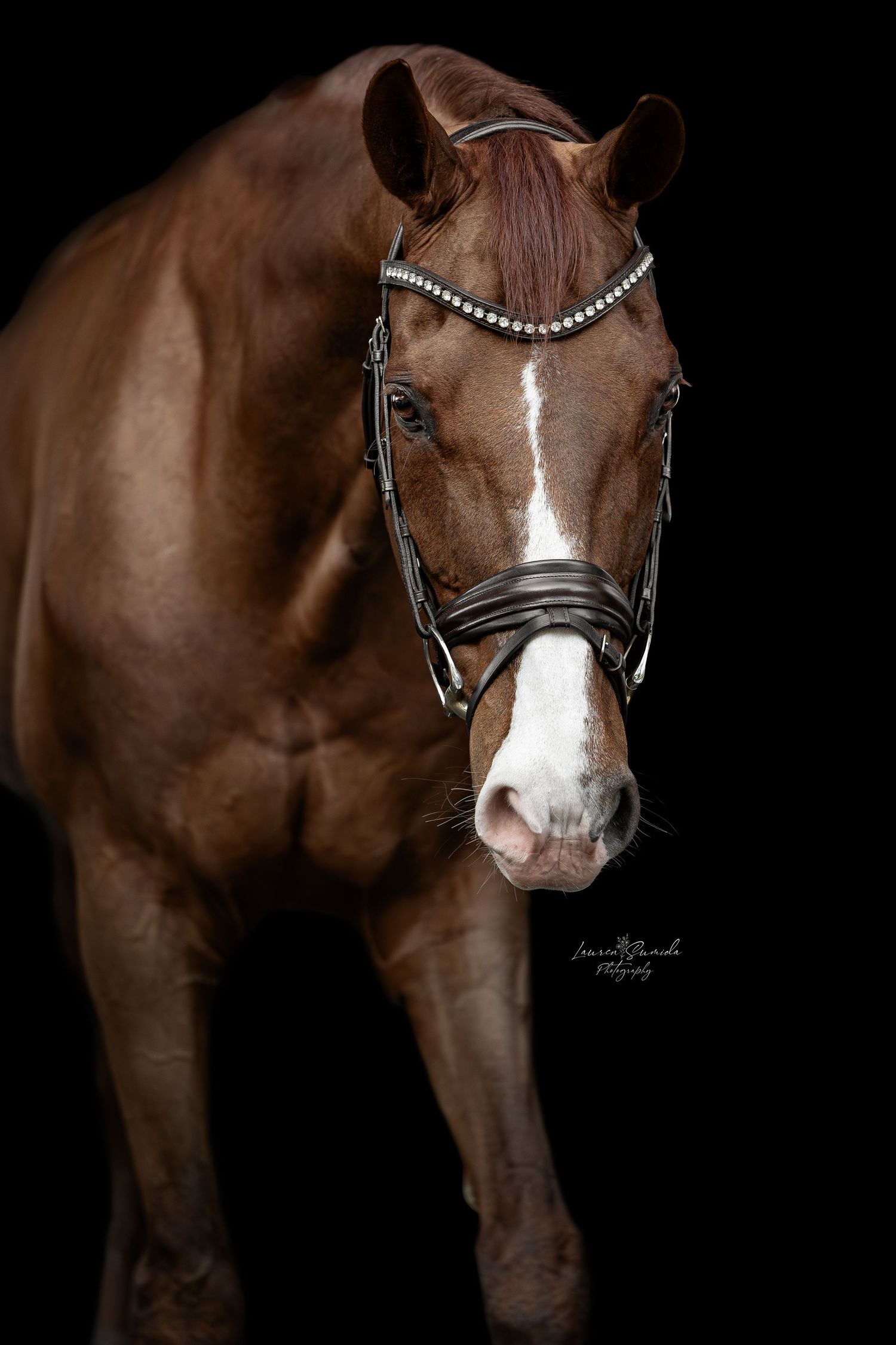 Elegant bay horse with white facial marking wearing decorative bridle in studio portrait.