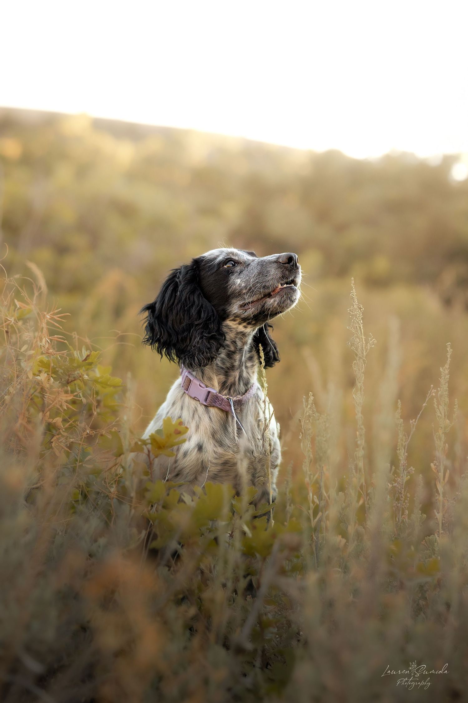 English Springer Spaniel standing in tall grass during golden hour with mountains behind.