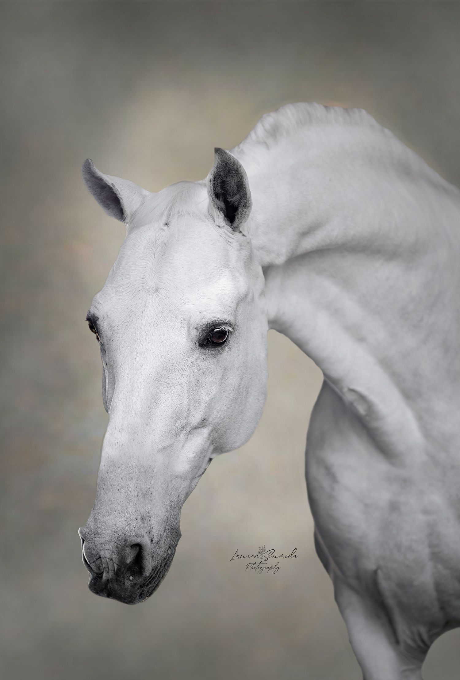 Artistic black and white portraits of a white horse's head and neck against a neutral background.