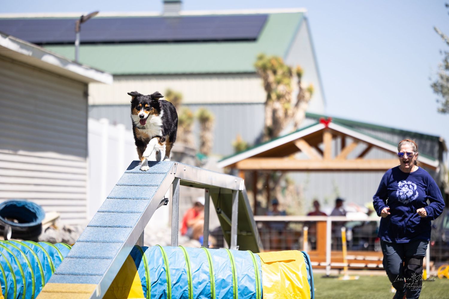 Dog running up blue ramp on outdoor agility course with equipment visible.