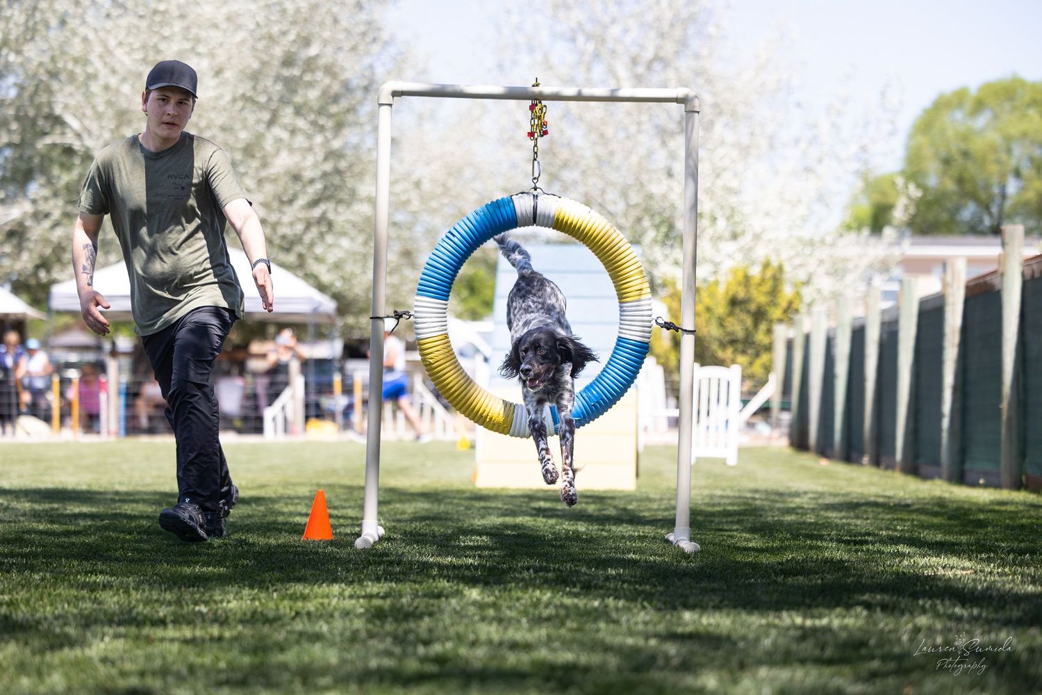 Dog agility course setup with tire jump and orange cones on grass field.
