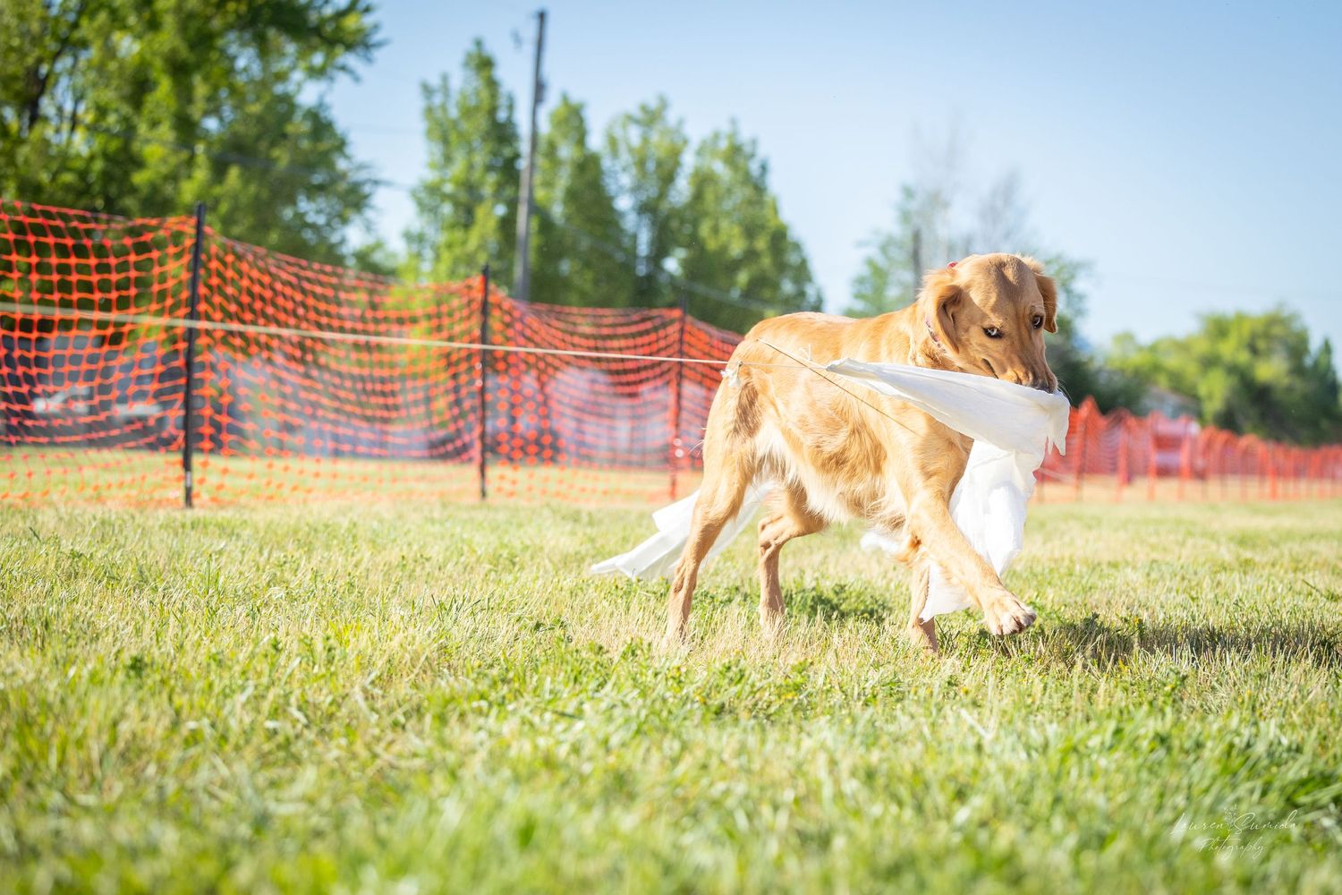 Mixed breed dog standing alert in grassy field with orange safety netting.