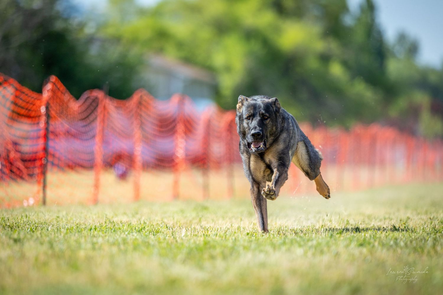 A dark-colored dog leaping through the air on a grassy field with orange fencing.