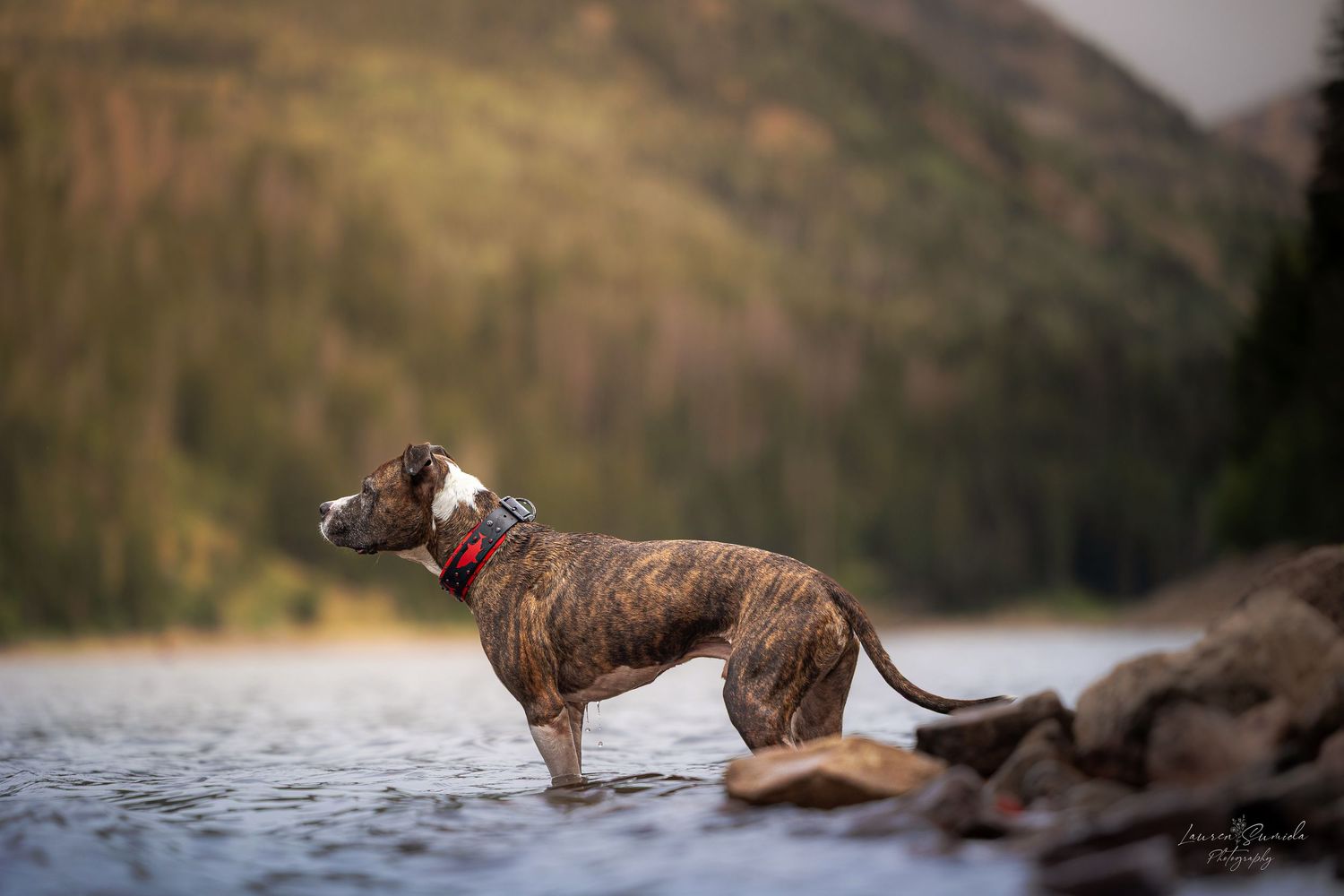 Brindle dog stands at water's edge with mountains in background during golden hour.