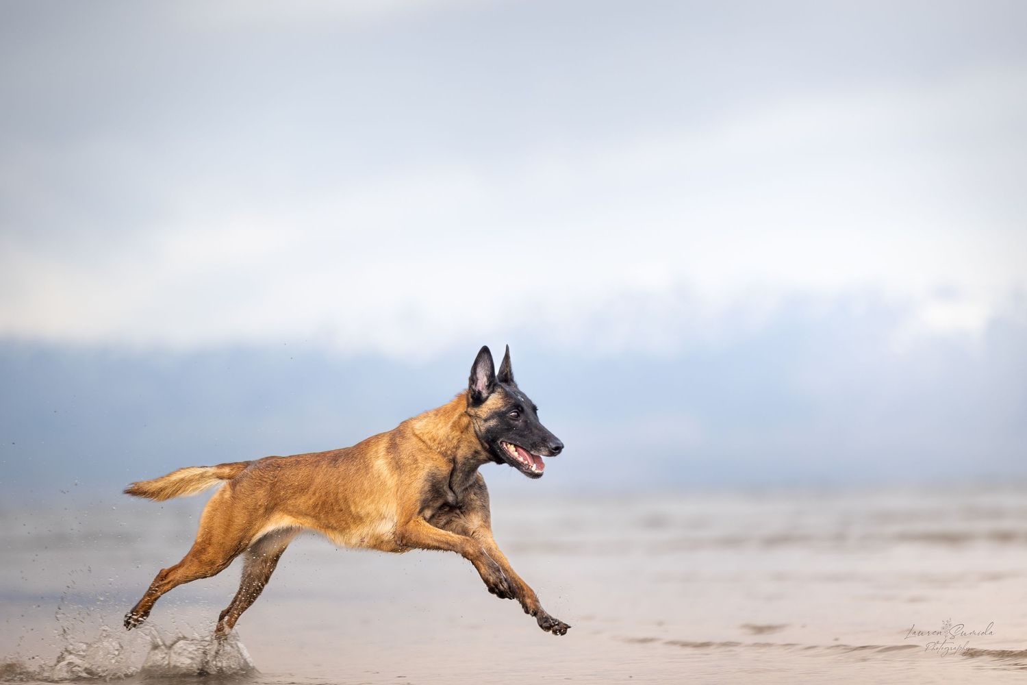 Athletic Belgian Malinois dog in mid-jump on a misty beach.