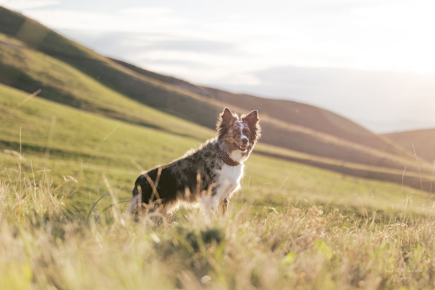 Dogs resting on a hillside with golden rolling mountains in the background.