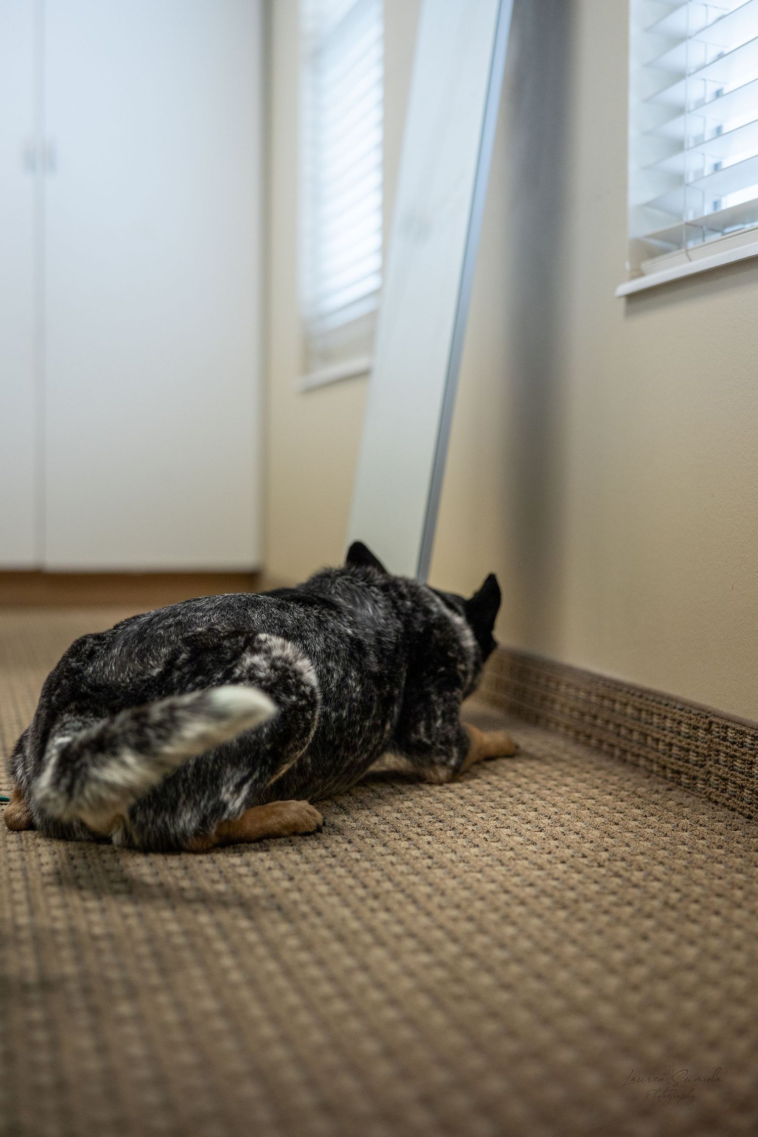 Dog lying on carpeted floor near window with bright sunlight.