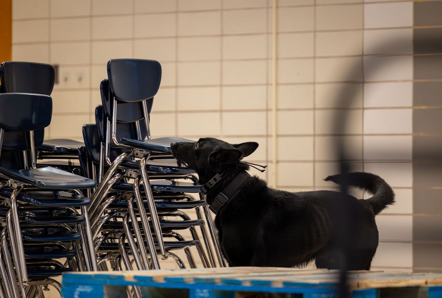A black working dog searches among stacked metal chairs in a school gymnasium.