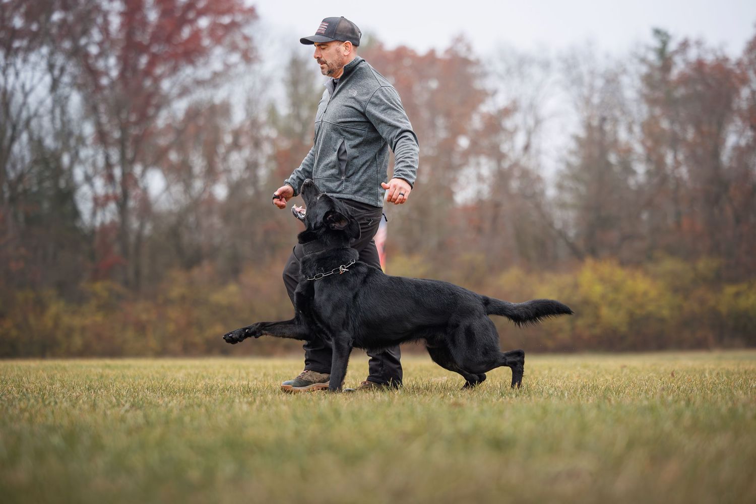 A black dog demonstrates precise heeling position during outdoor training.