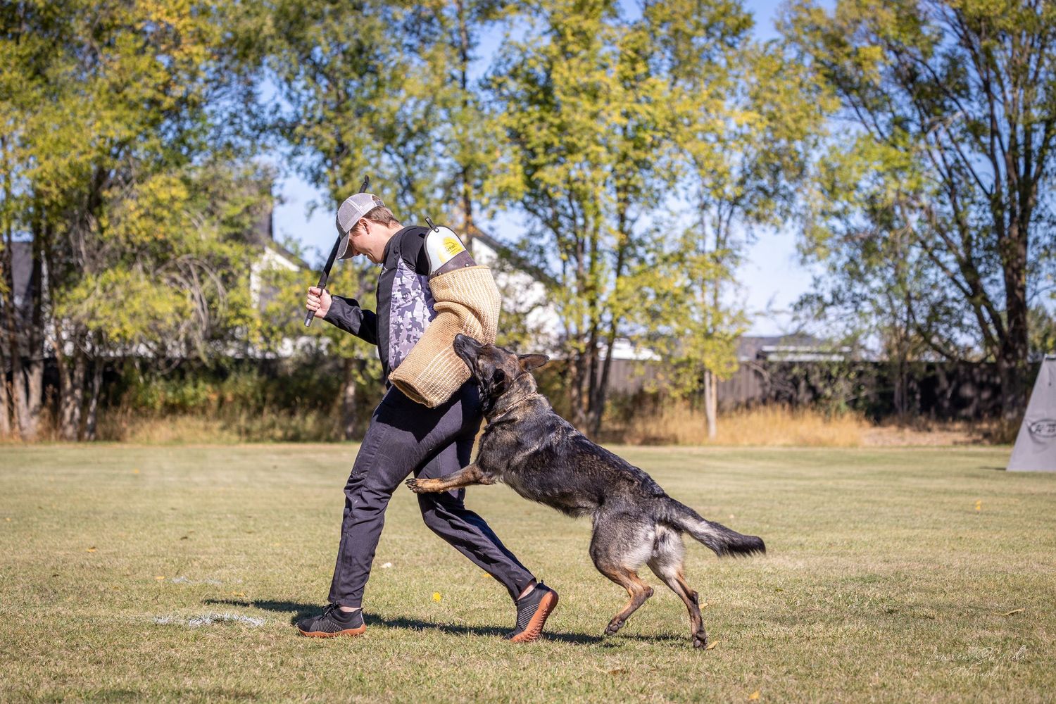Dynamic training sequence shows dog responding to handler commands in fenced yard.
