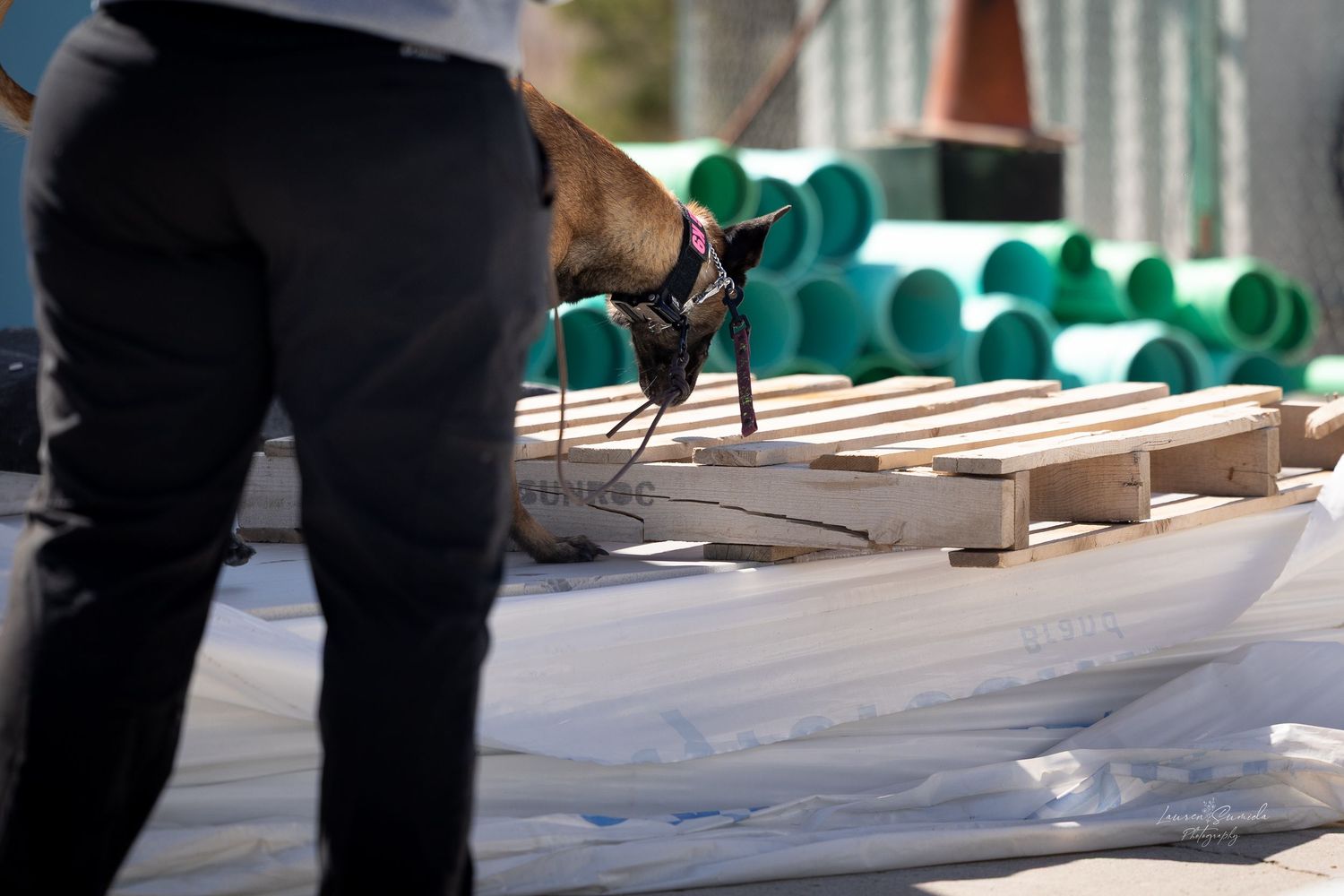 Close-up view of someone handling equipment during canine training exercises.